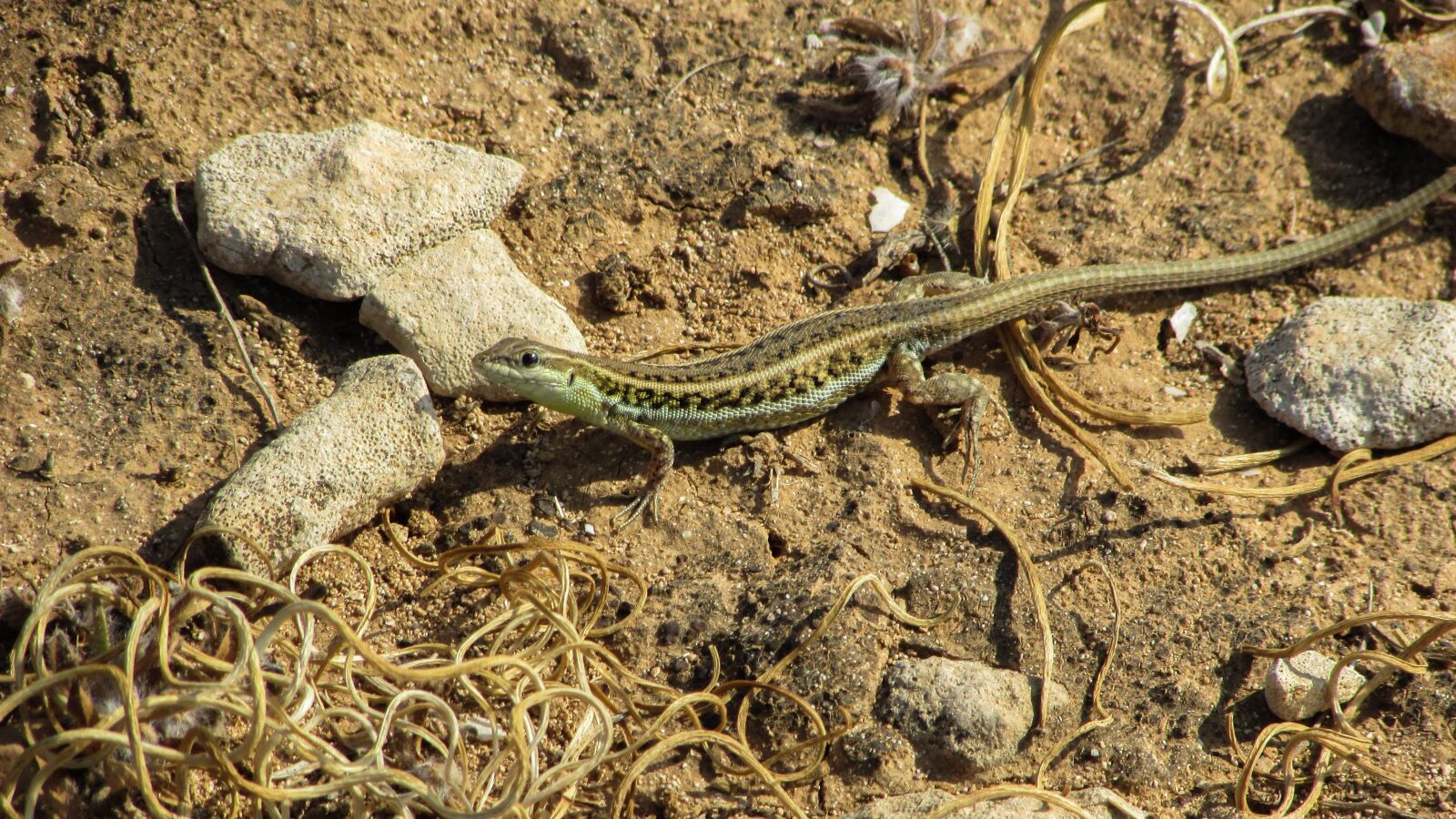 Canon PowerShot SX400 IS sample photo. Acanthodactylus schreiberi, lizard, fauna photography