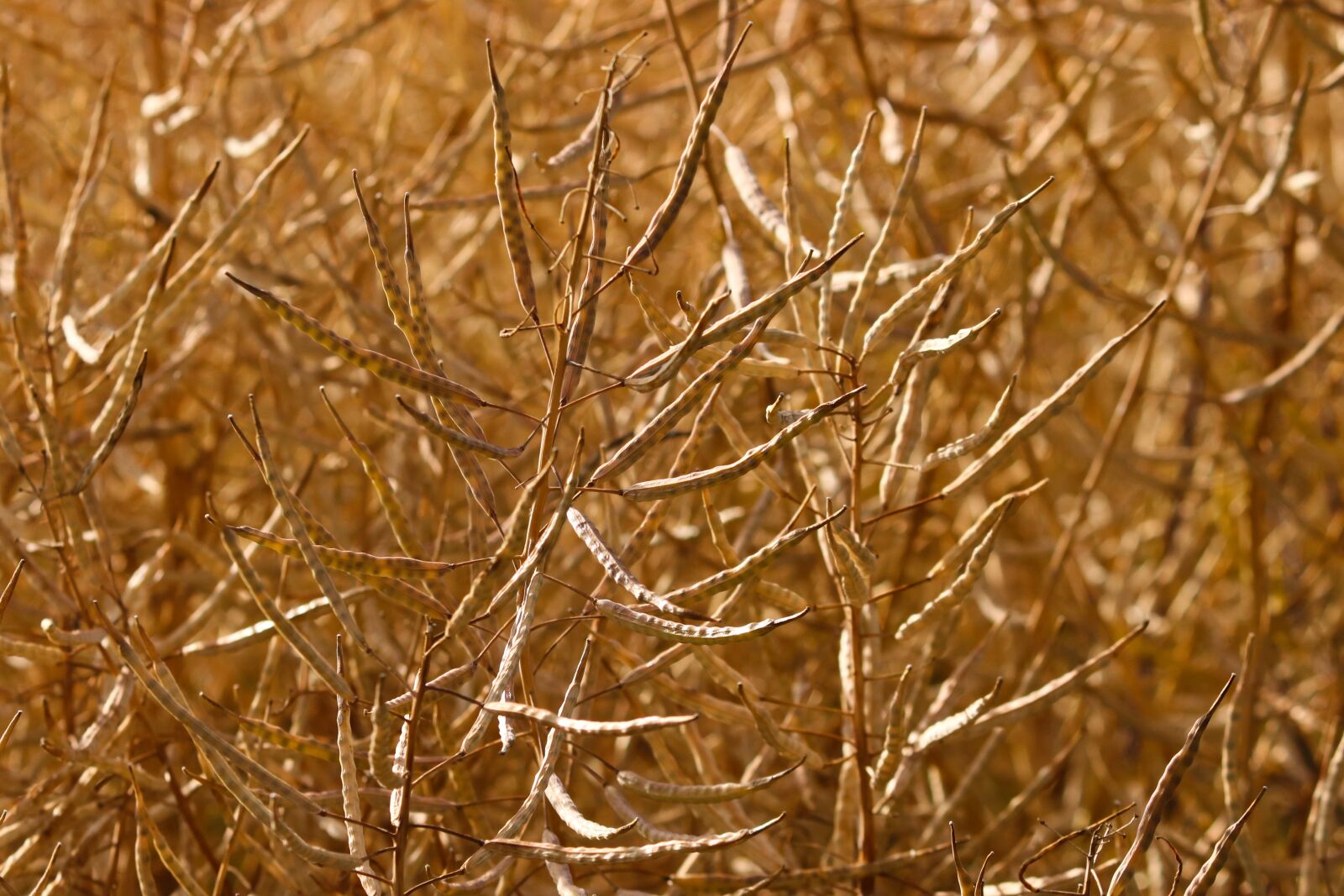 Canon EOS 200D (EOS Rebel SL2 / EOS Kiss X9) sample photo. Oilseed rape, oilseed rape photography