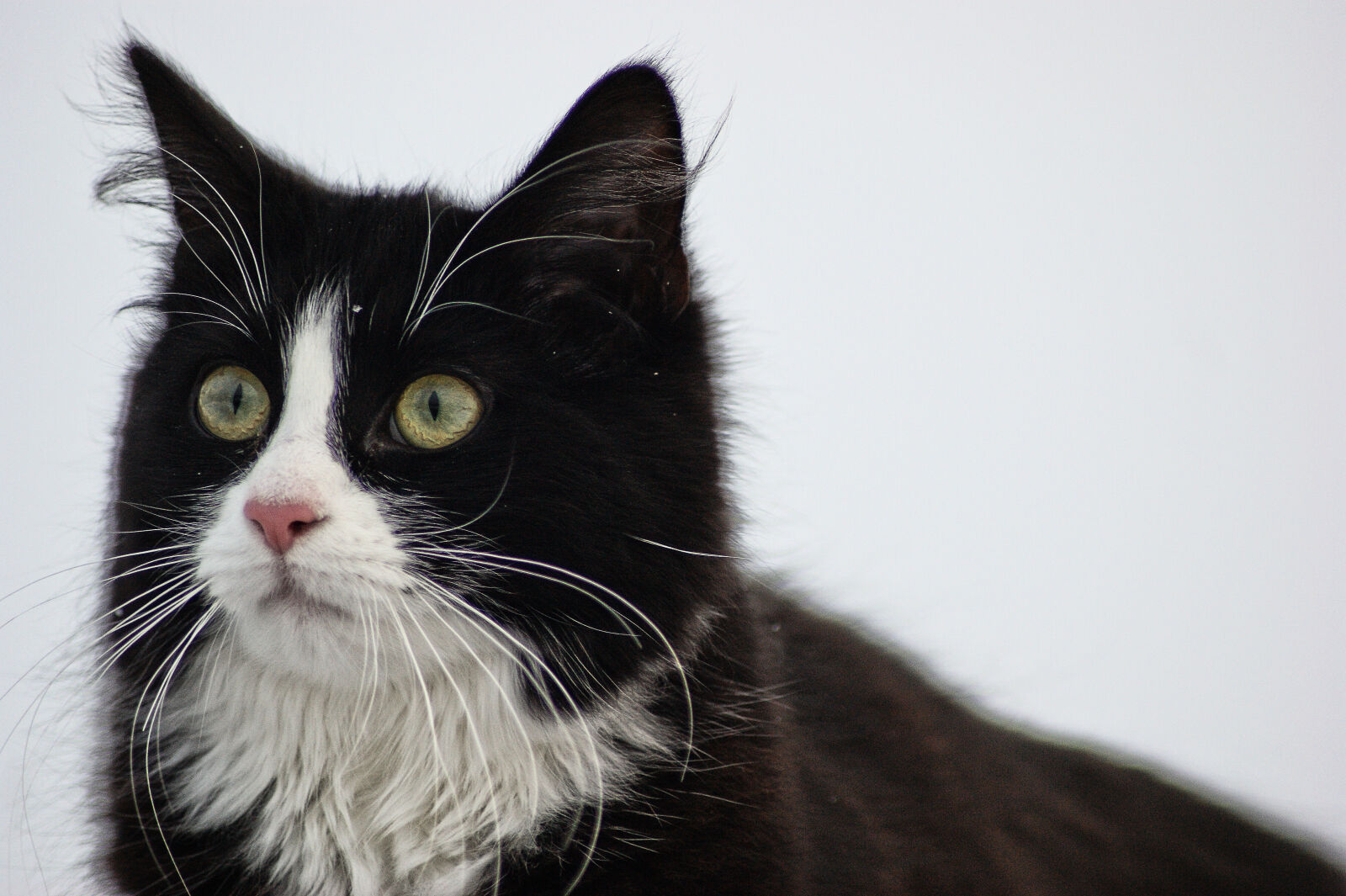 Sony Alpha DSLR-A390 sample photo. Norwegian, forest, cat photography