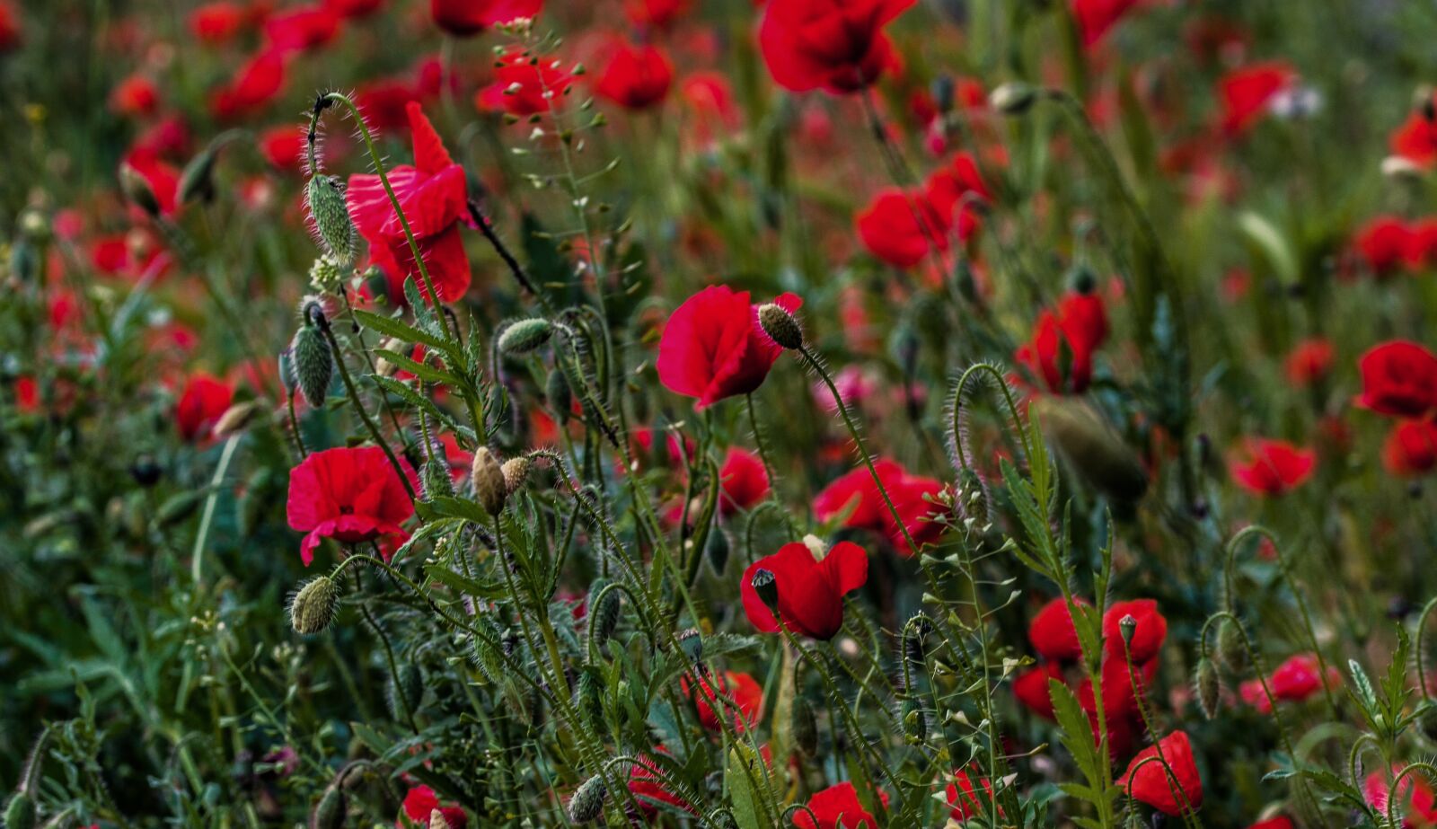 Canon EOS 600D (Rebel EOS T3i / EOS Kiss X5) sample photo. Poppy, meadow, red photography