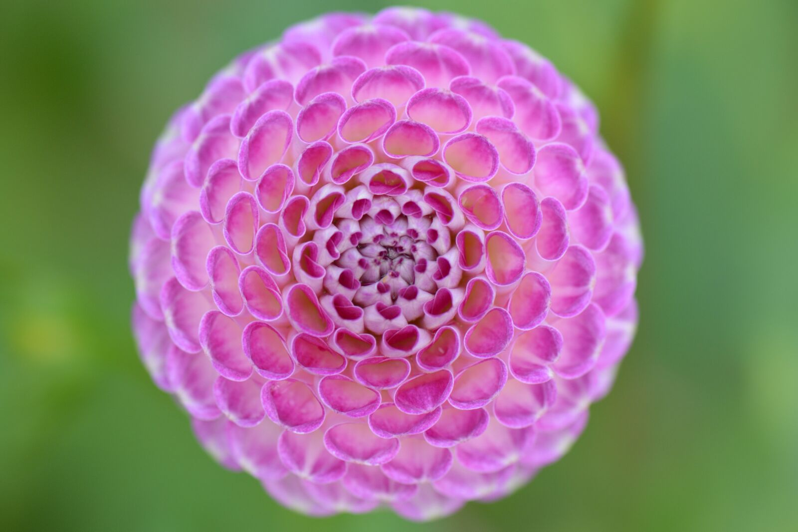 Nikon D5200 sample photo. Flower, nature, dahlia photography