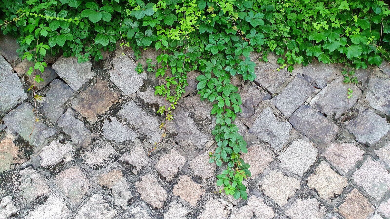 Samsung Galaxy S10 sample photo. Wall, green, brick photography