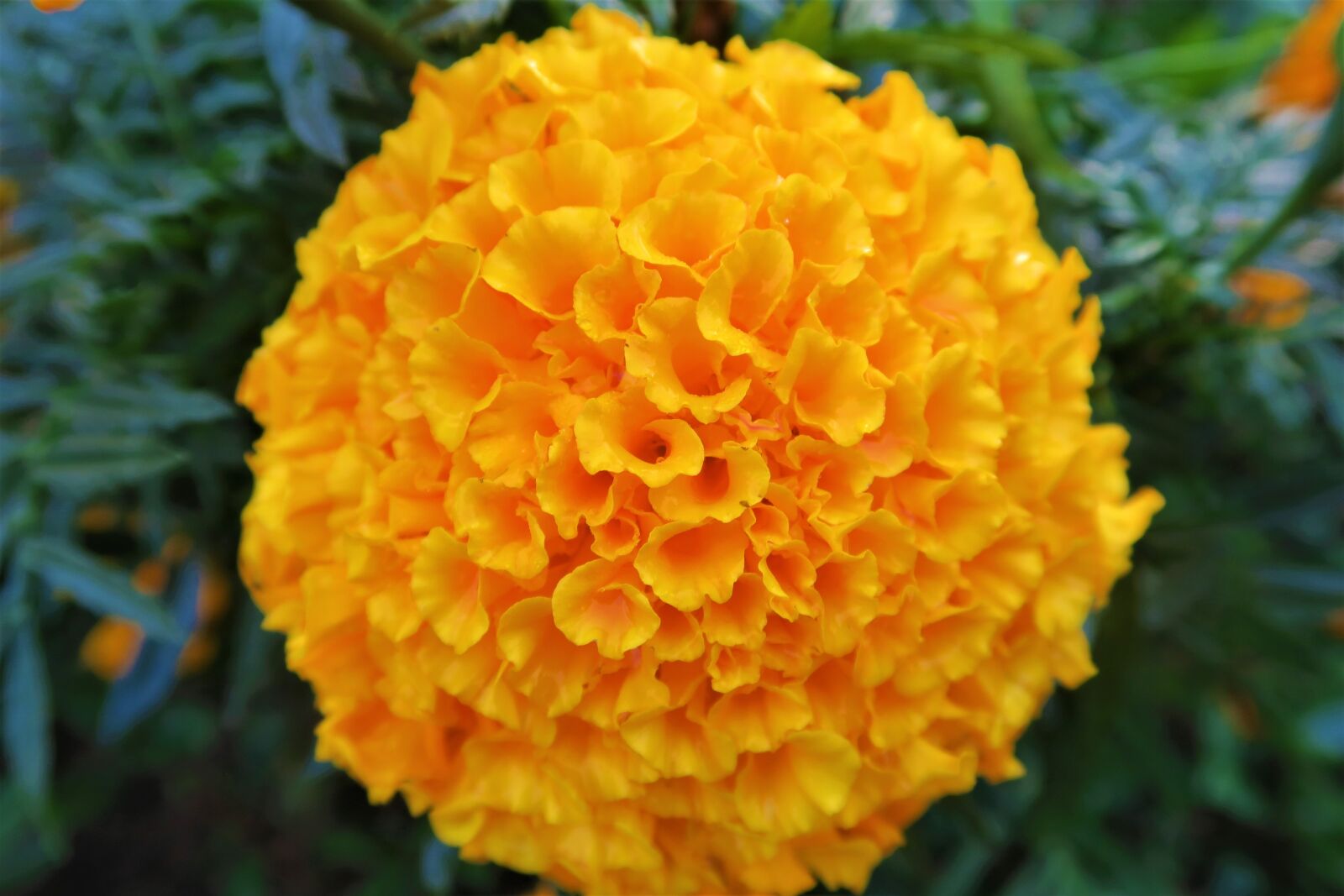 Canon PowerShot G7 X sample photo. Flower, yellow, nature photography