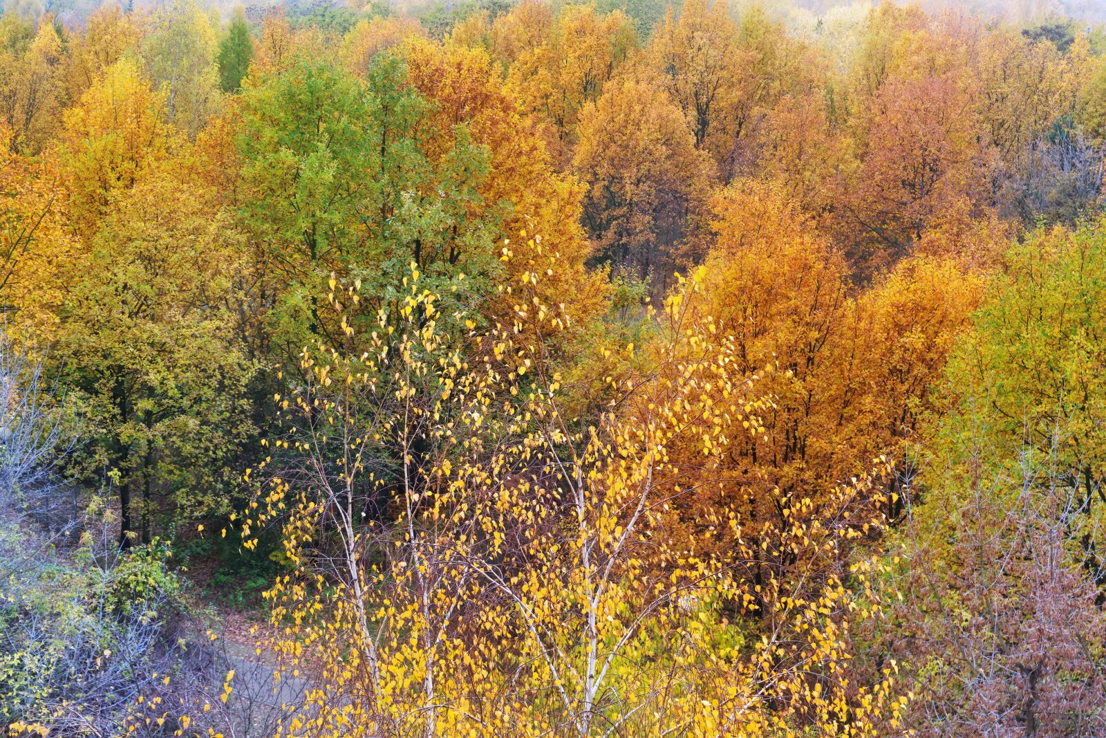 Nikon D3100 sample photo. Landscape, nature, autumn photography