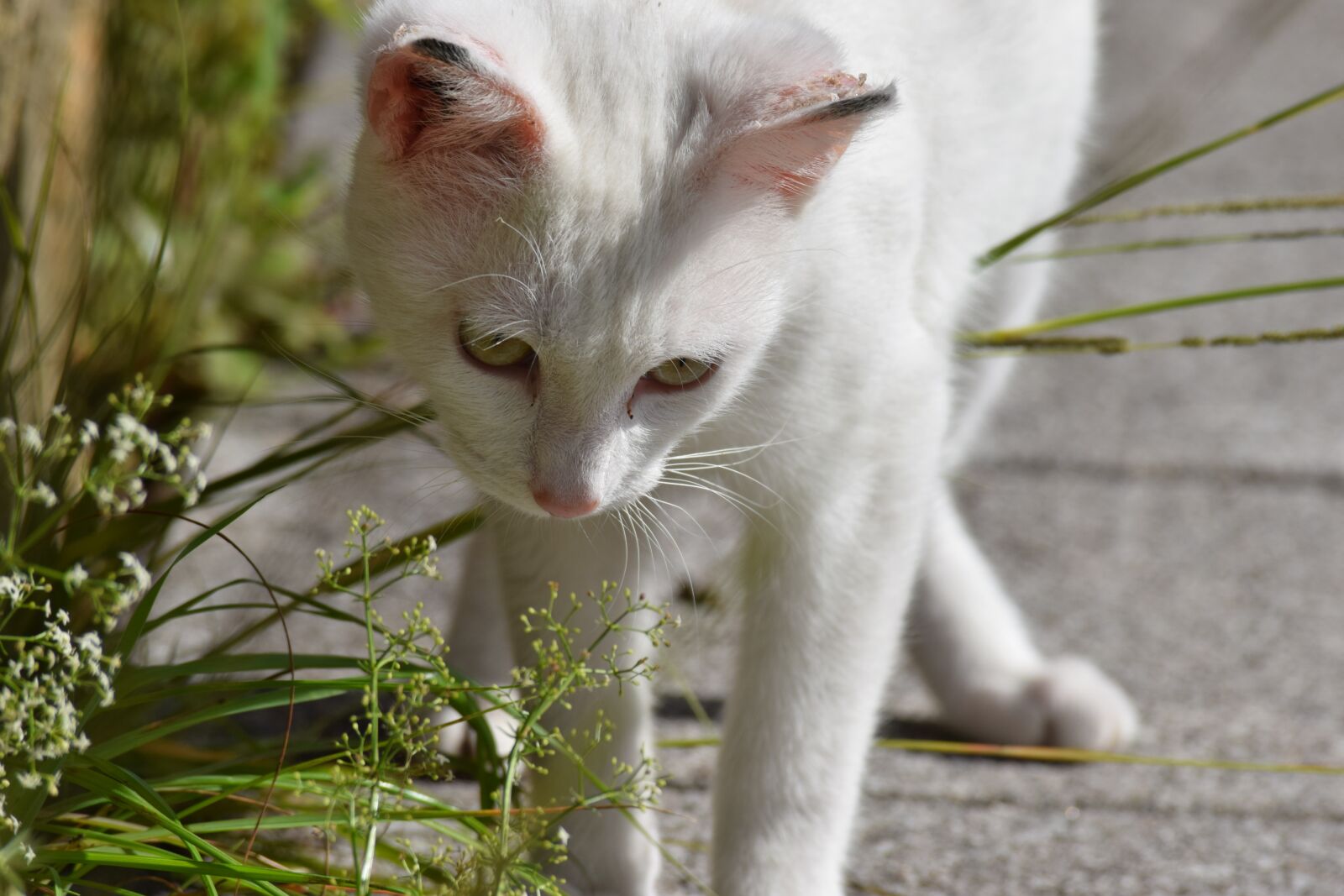 Nikon D3300 sample photo. Cat, white, cute photography
