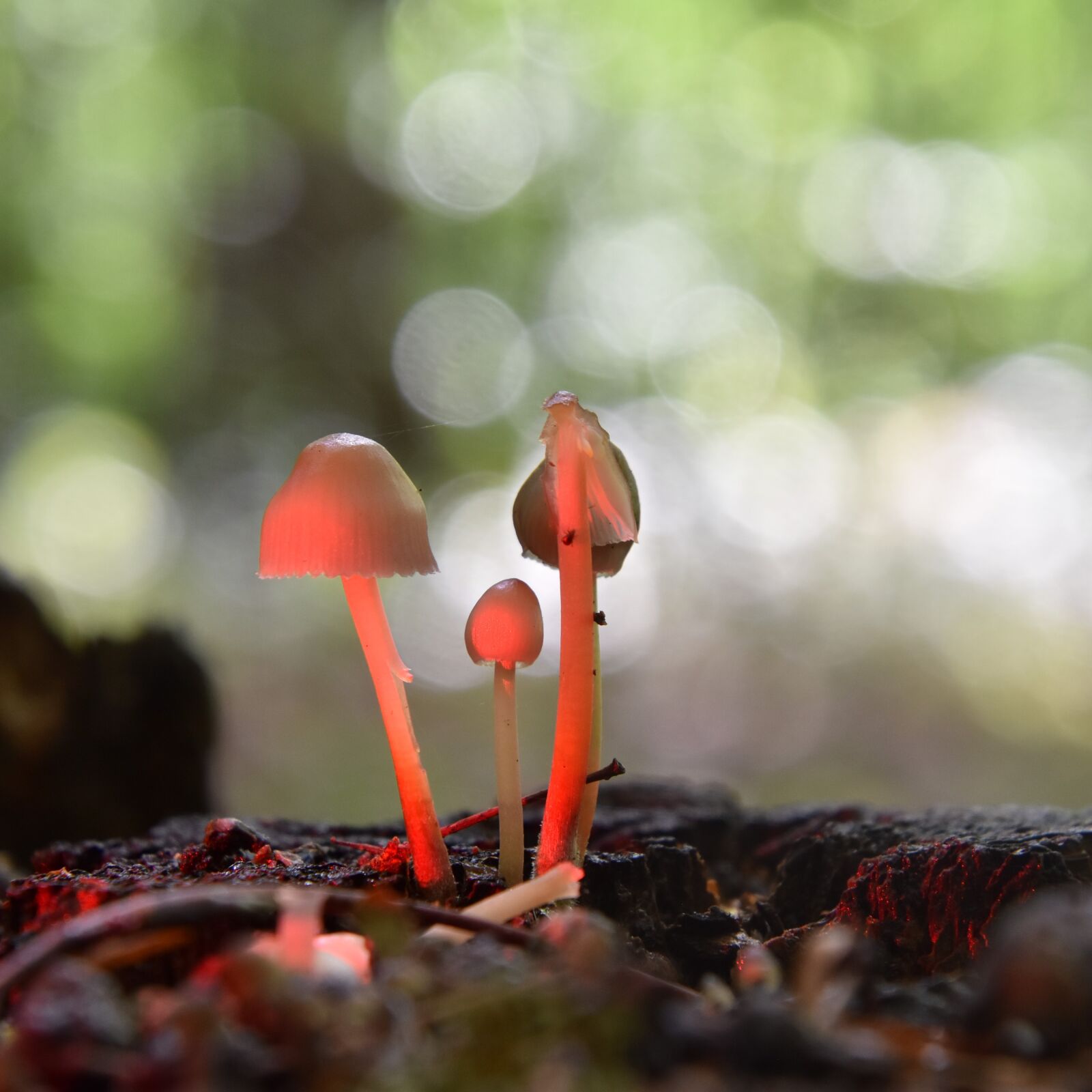 Nikon D5600 sample photo. Mushrooms, wild mushrooms, forest photography