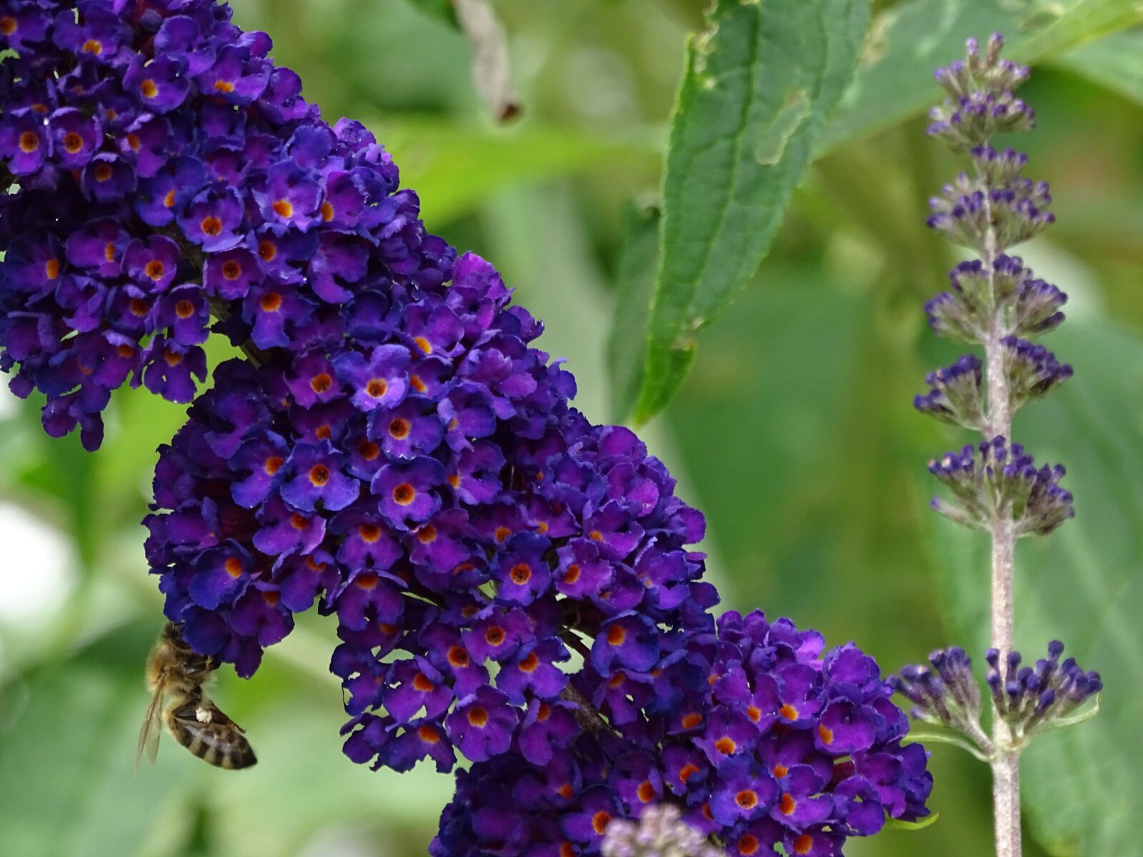 Sony Cyber-shot DSC-HX400V sample photo. Bee, butterfly tree, garden photography