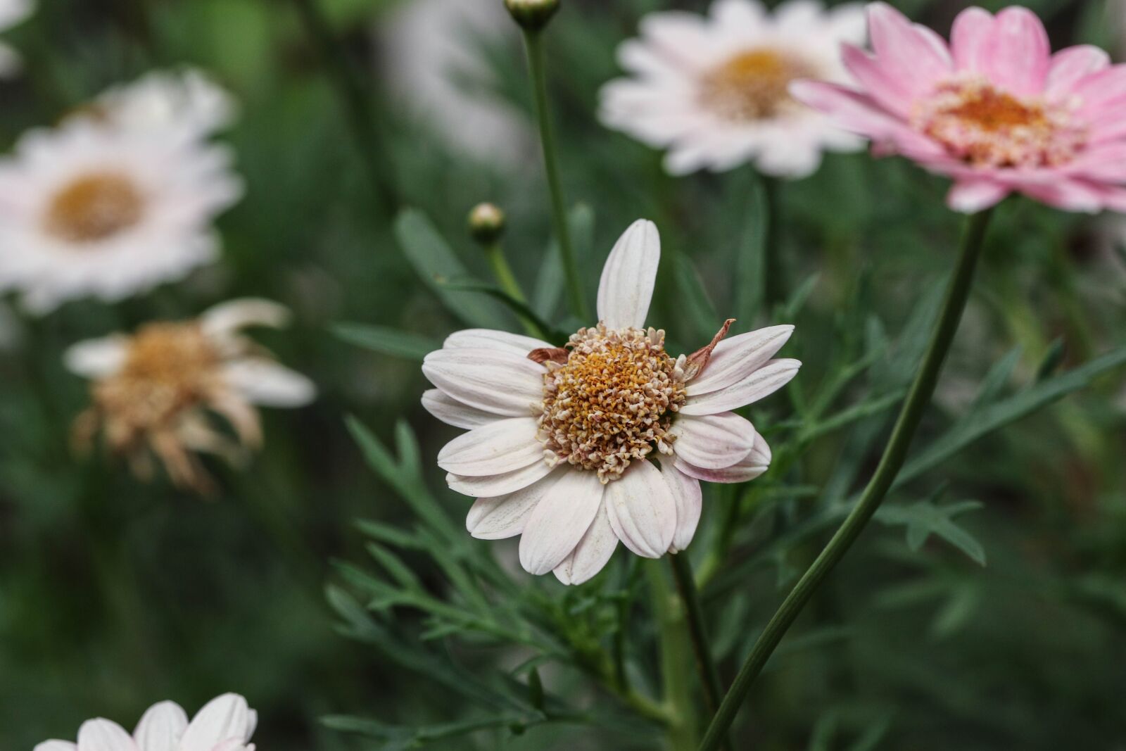 Canon EOS 7D Mark II sample photo. Flower, nature, garden photography