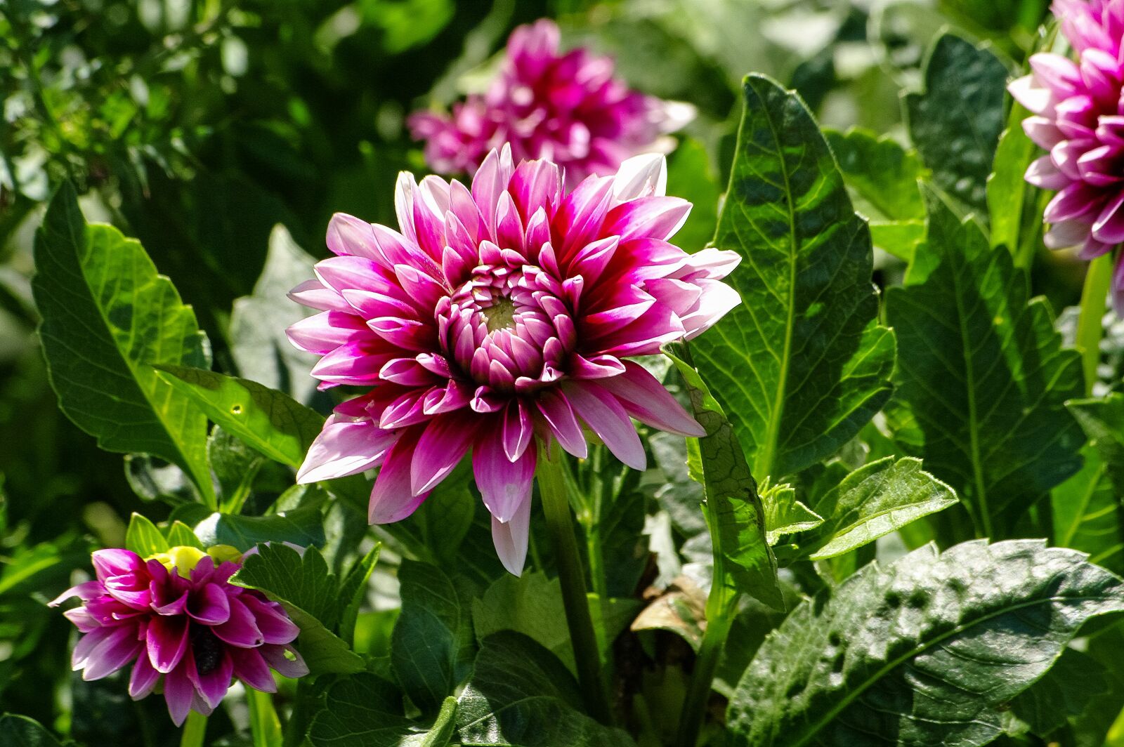 Samsung GX-20 sample photo. Flower, dalia, garden photography