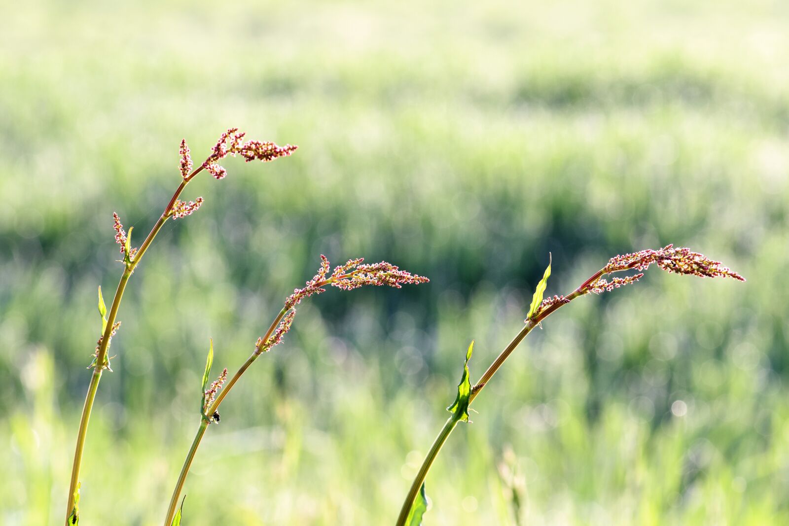 Nikon D5500 sample photo. Meadow, plant, spring photography