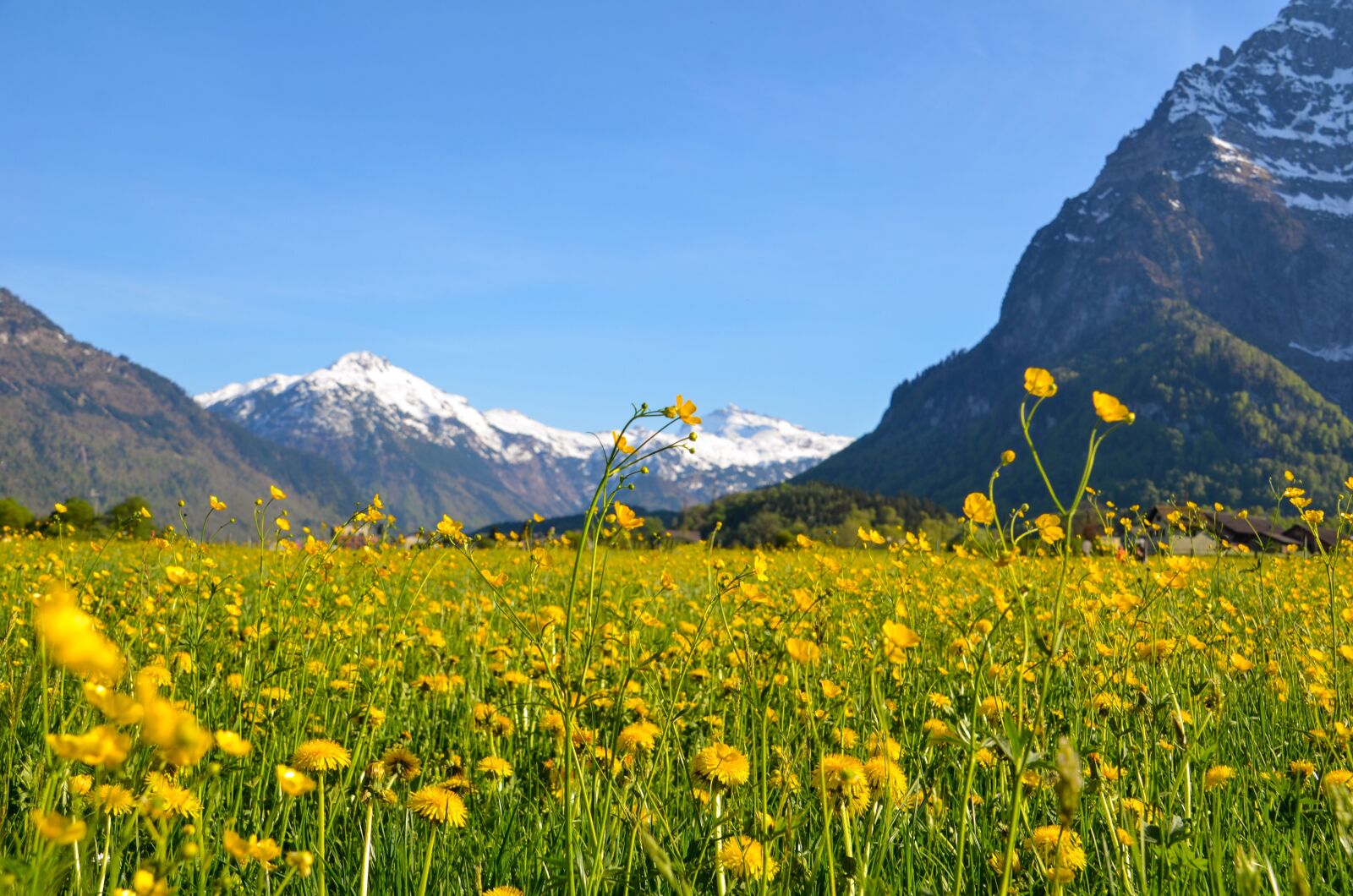 Nikon D7000 sample photo. Spring, glarus, spring meadow photography