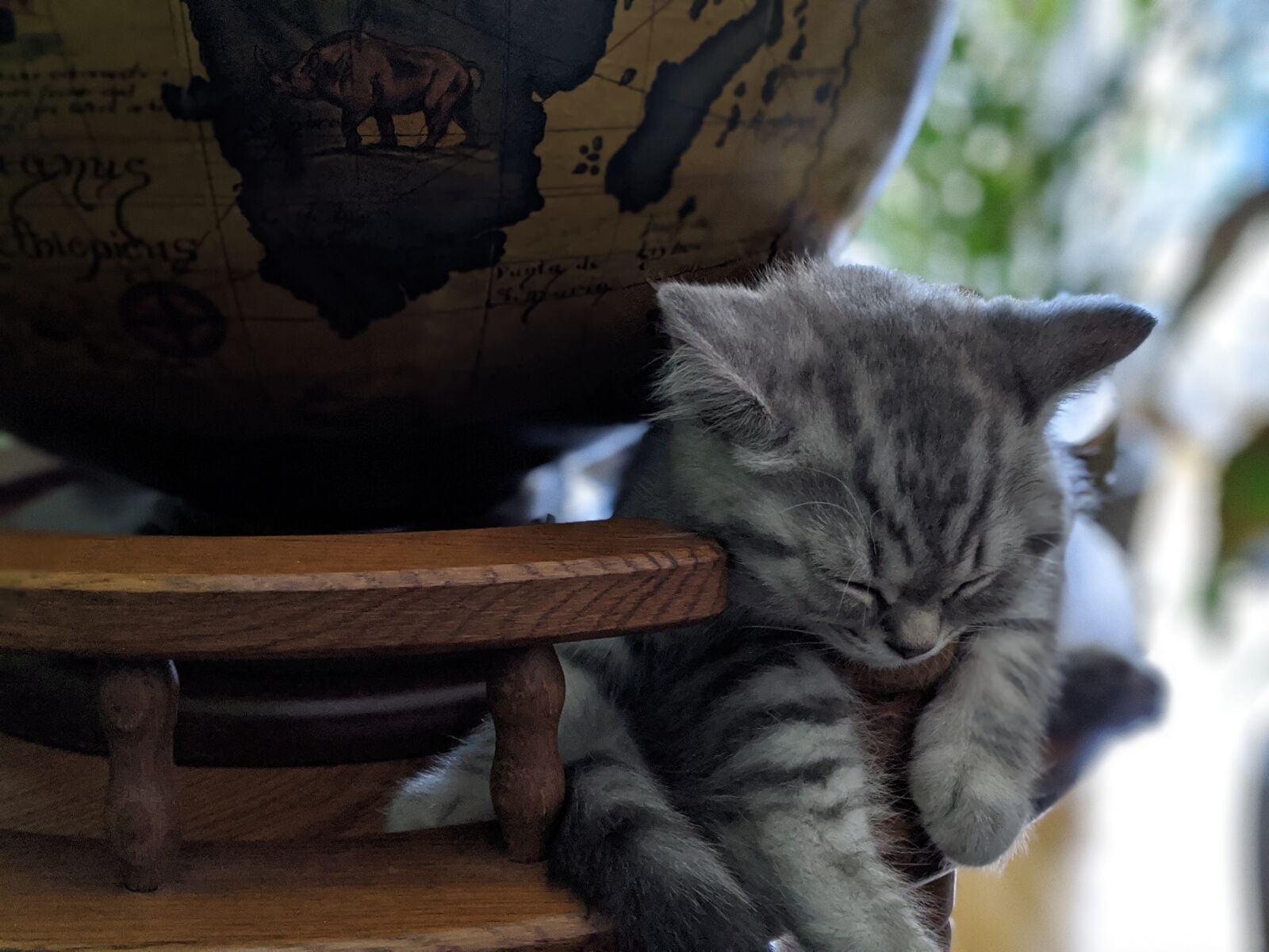 Google Pixel 3 sample photo. Cat, sleep, nap photography