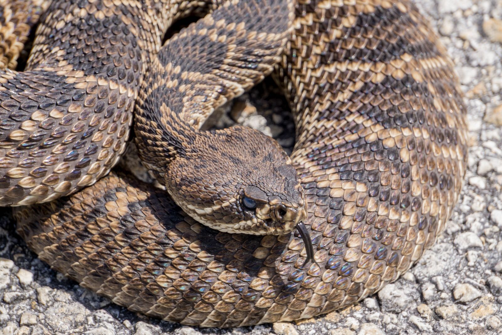 Sony a6000 sample photo. Rattlesnake, viper, poisonous photography