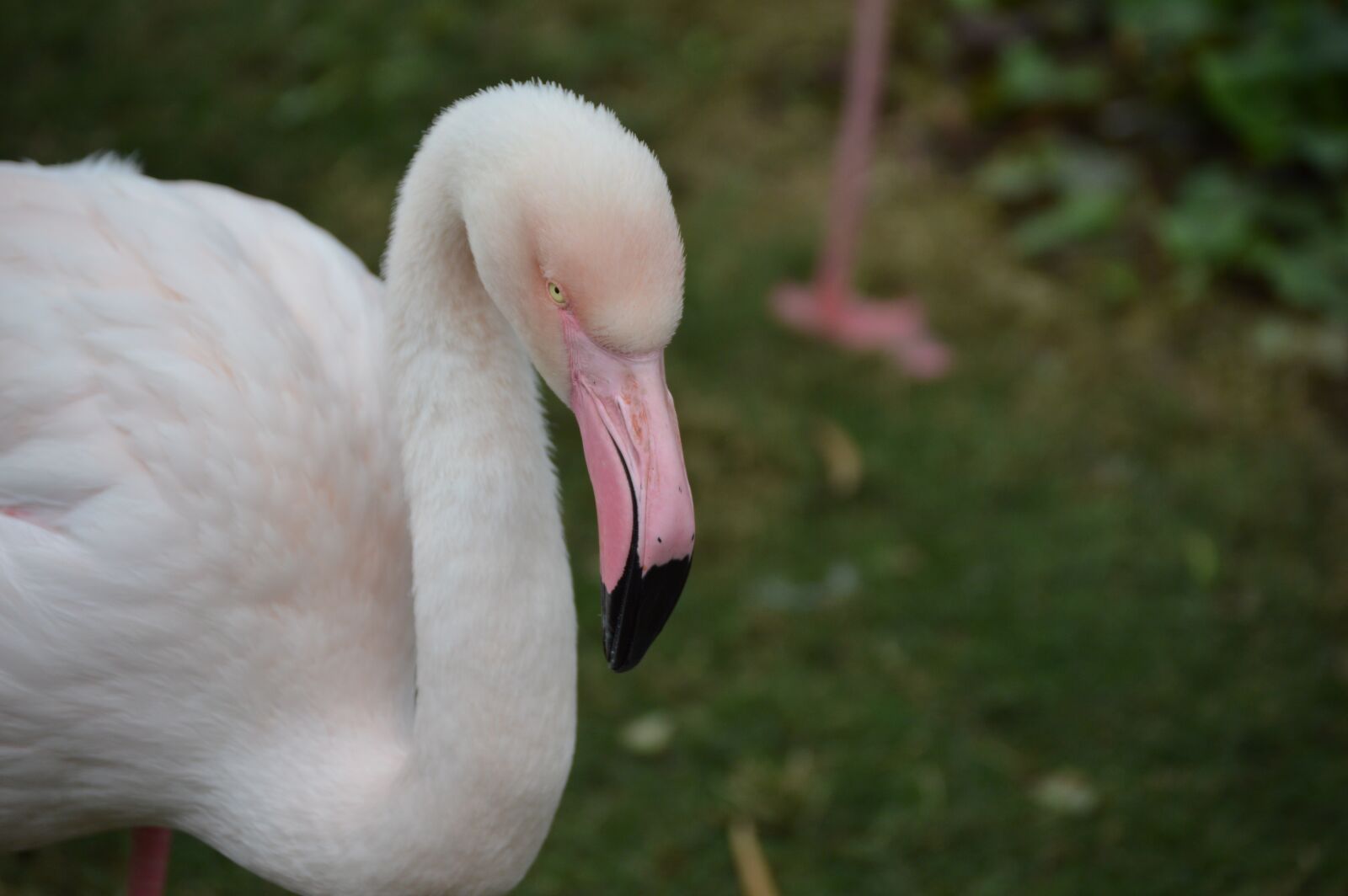 Nikon D3200 sample photo. Flamingo, bird, nature photography