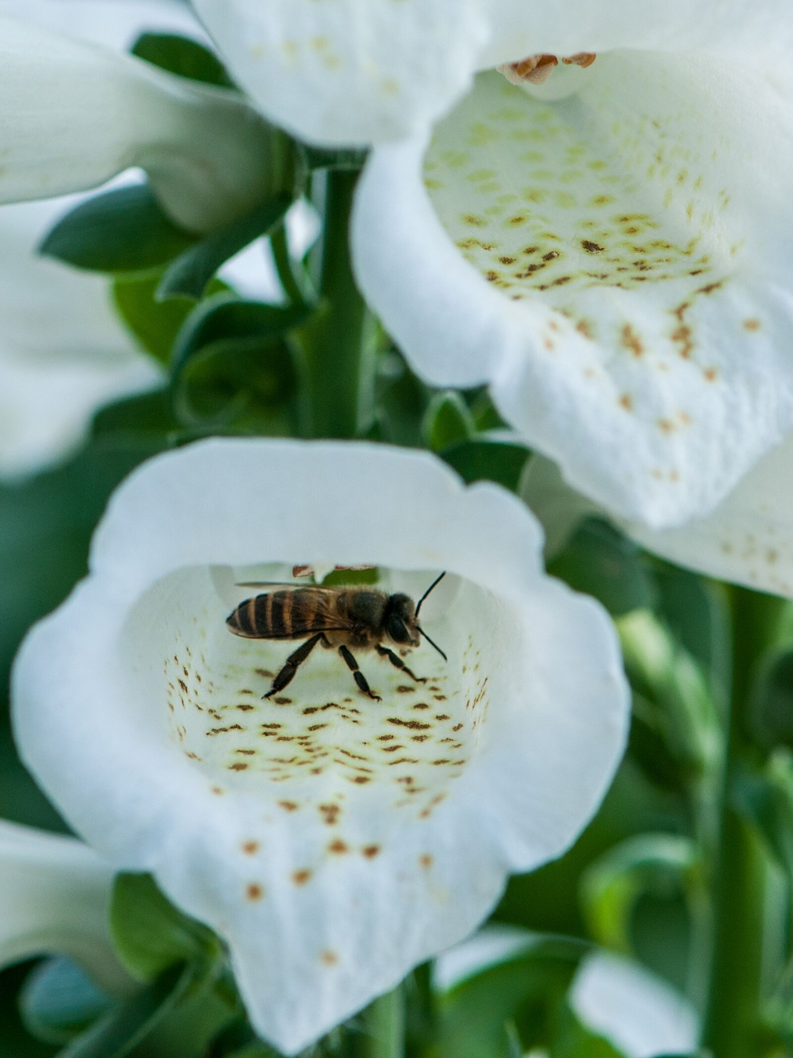 Nikon D300 sample photo. Bees, close-up, pistil photography