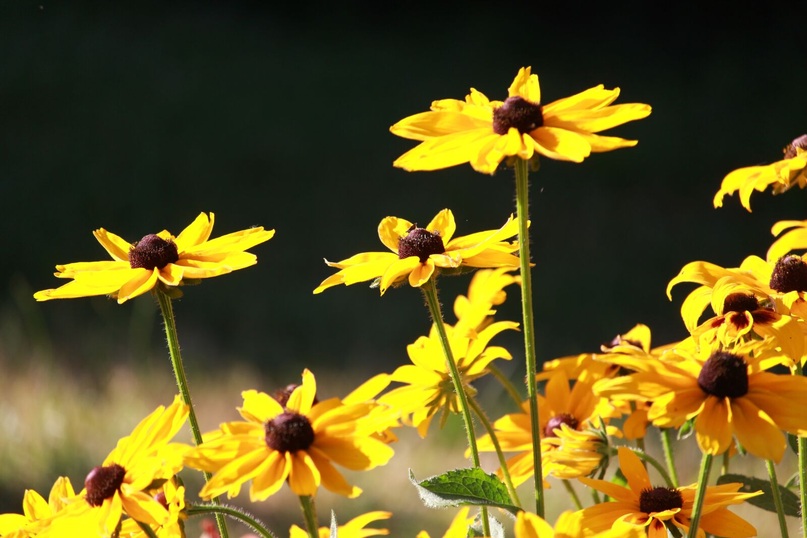 Canon EOS 700D (EOS Rebel T5i / EOS Kiss X7i) sample photo. Flowers, yellow, summer photography