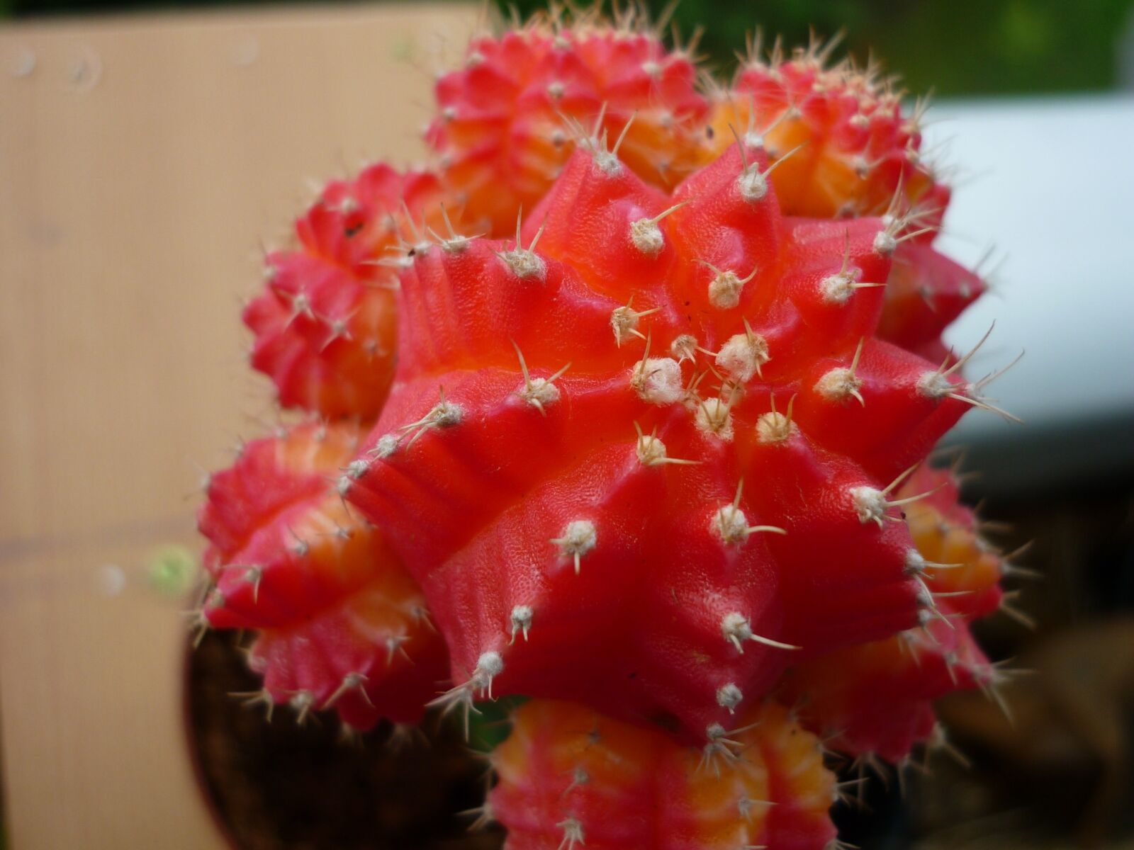 Panasonic Lumix DMC-FS6 sample photo. Strawberry cactus, succulent, refined photography