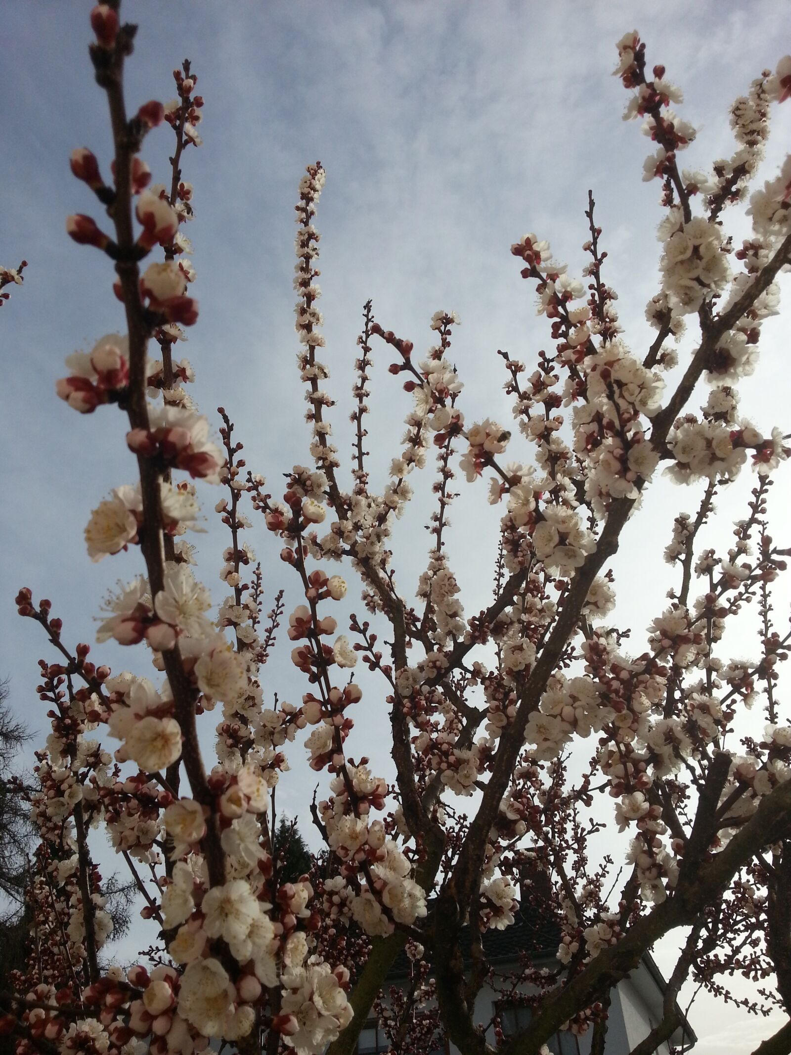 Samsung Galaxy S3 sample photo. Apricots, blossom, bloom photography