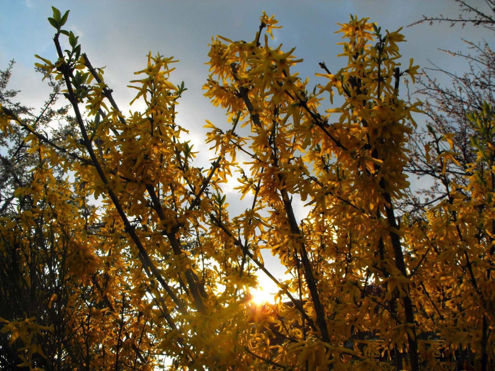 Fujifilm FinePix S1000fd sample photo. Golden shower, branches, plant photography