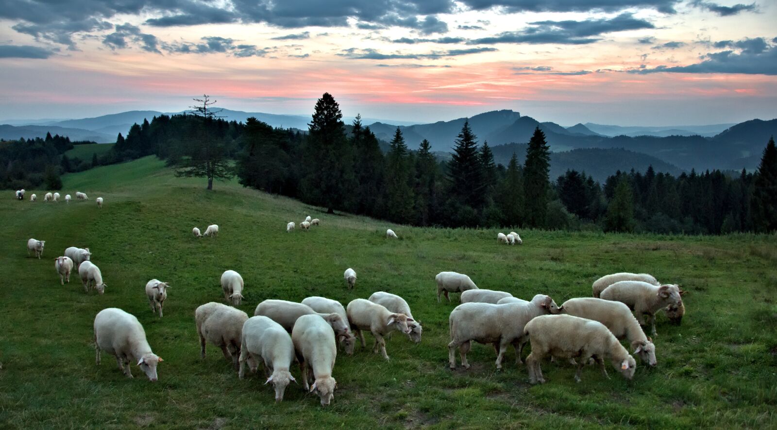 Nikon D90 sample photo. Sunset, sheep, mountains photography