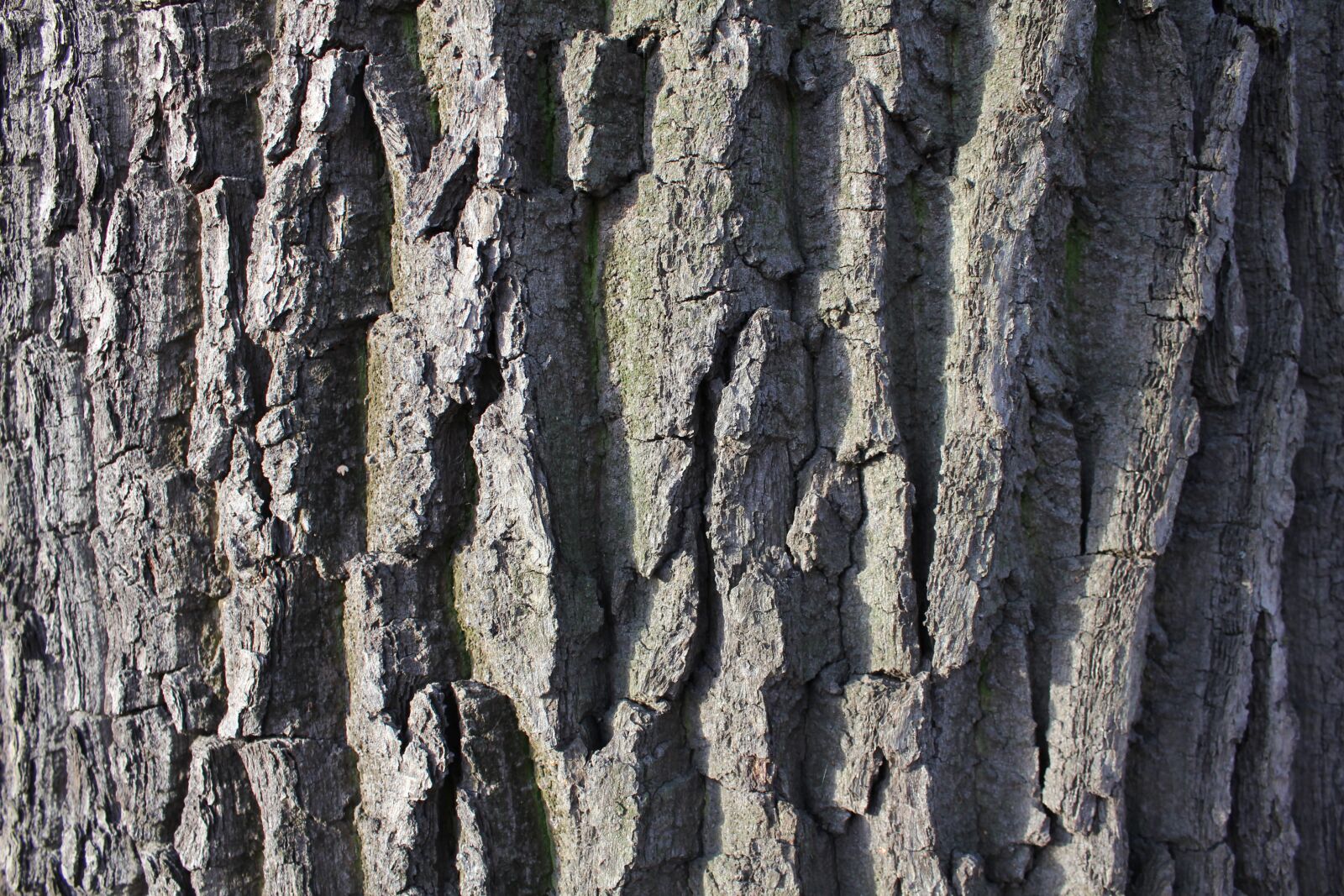 Canon EOS 550D (EOS Rebel T2i / EOS Kiss X4) sample photo. Bark, tree, trunk photography
