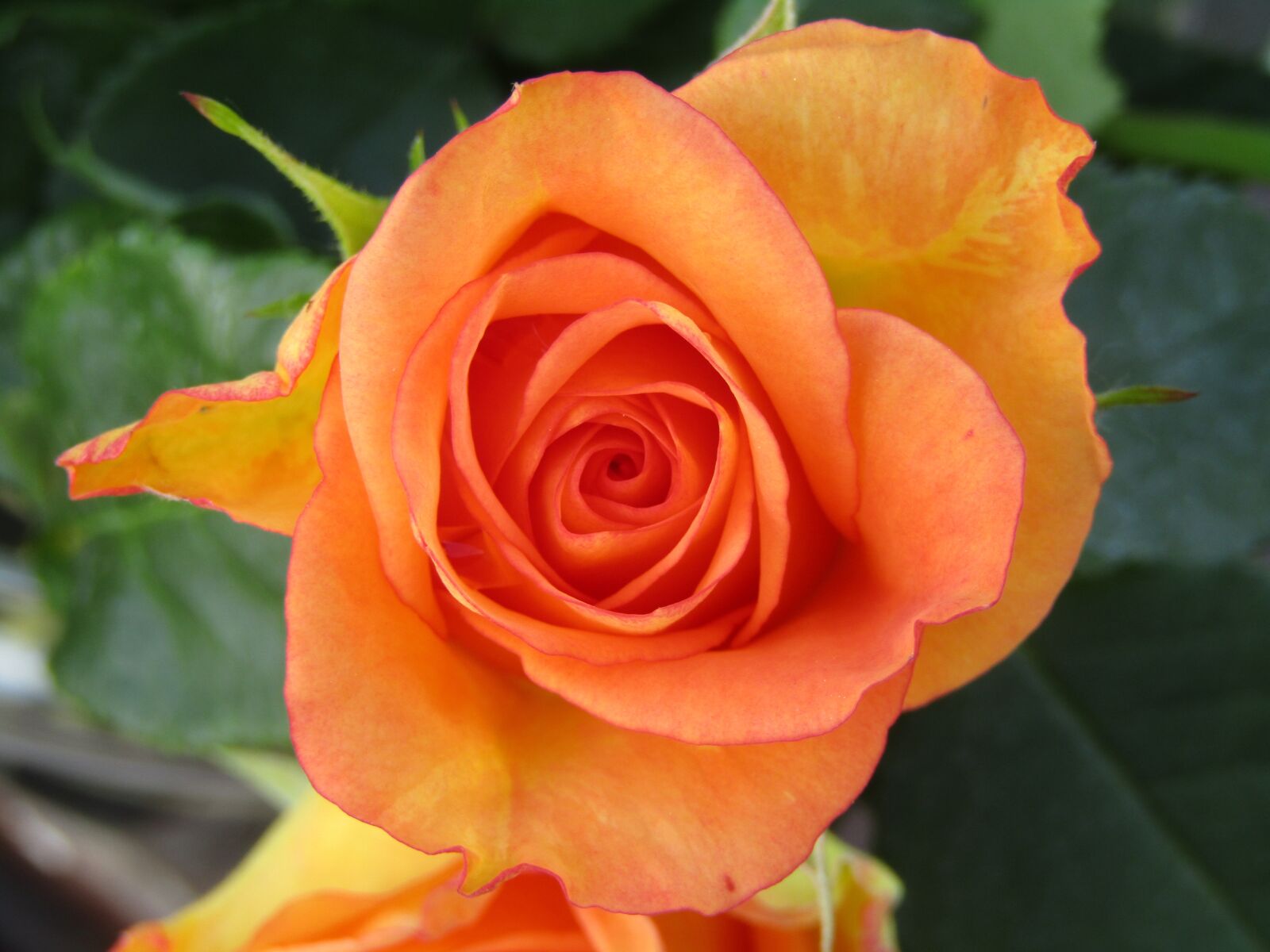 Canon POWERSHOT SX432 IS sample photo. Rose, orange, rosentrauß photography