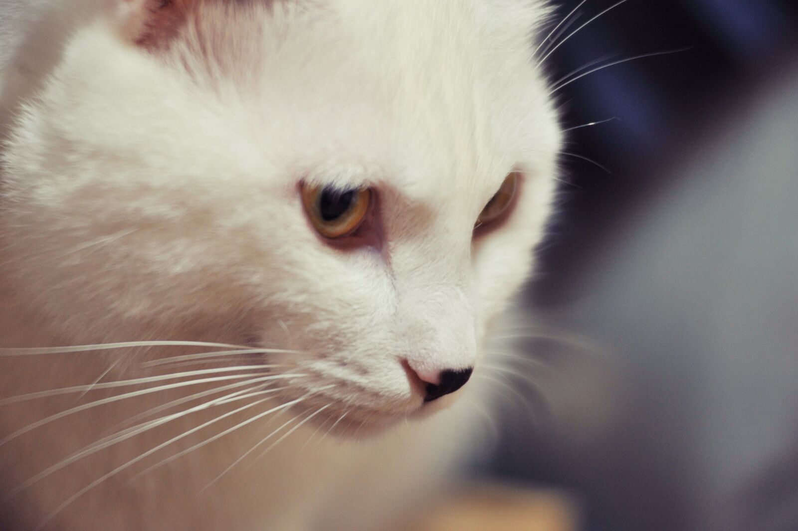 Nikon D700 sample photo. Cat, beard, white photography