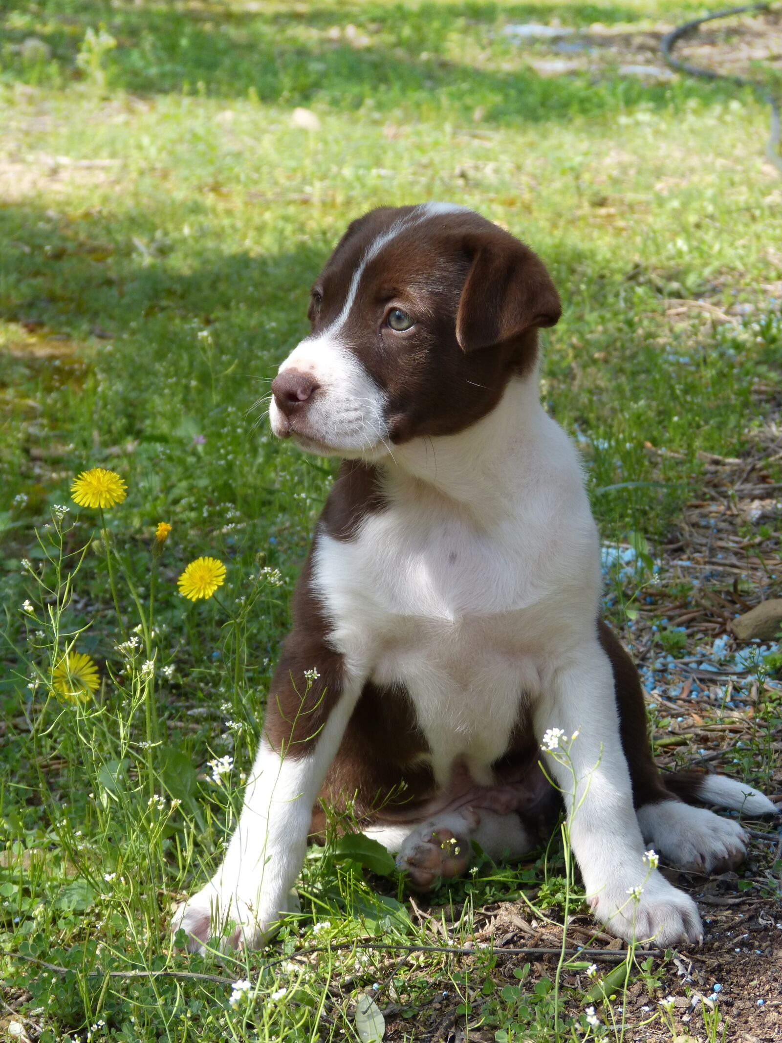 Panasonic DMC-FZ62 sample photo. Puppy, dog, pet photography