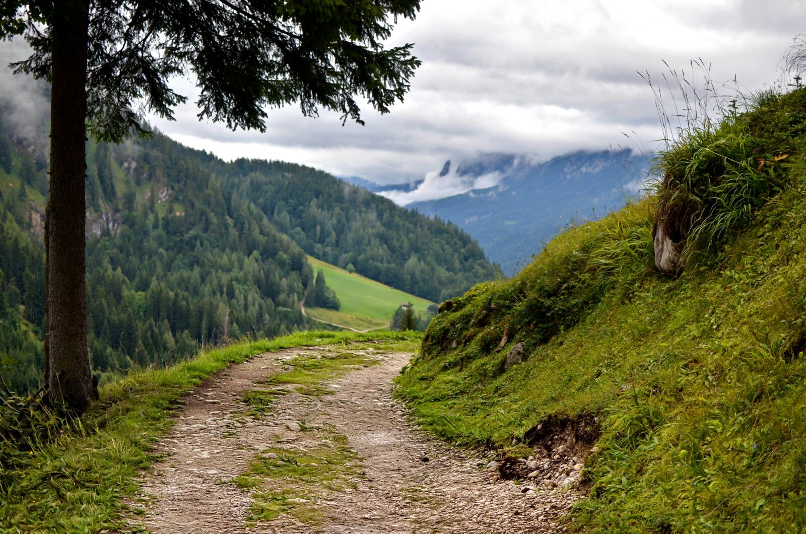 Nikon D7000 sample photo. Way, tree, mountains photography