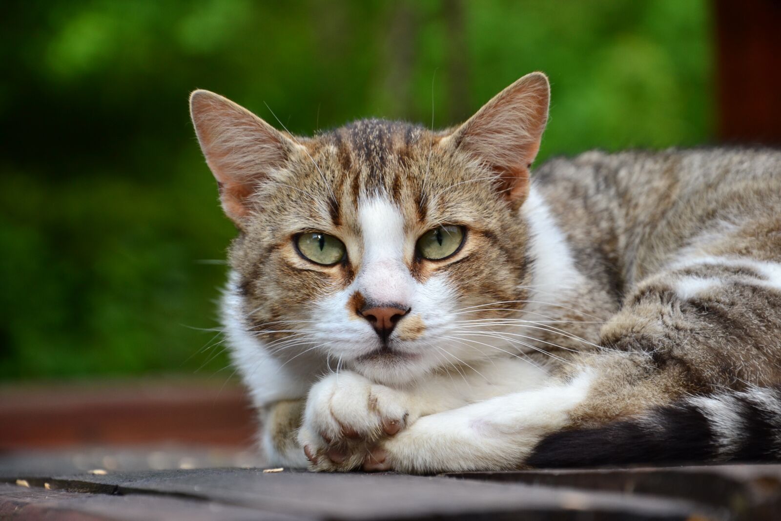 Nikon D3100 sample photo. Cat, pet, animal photography