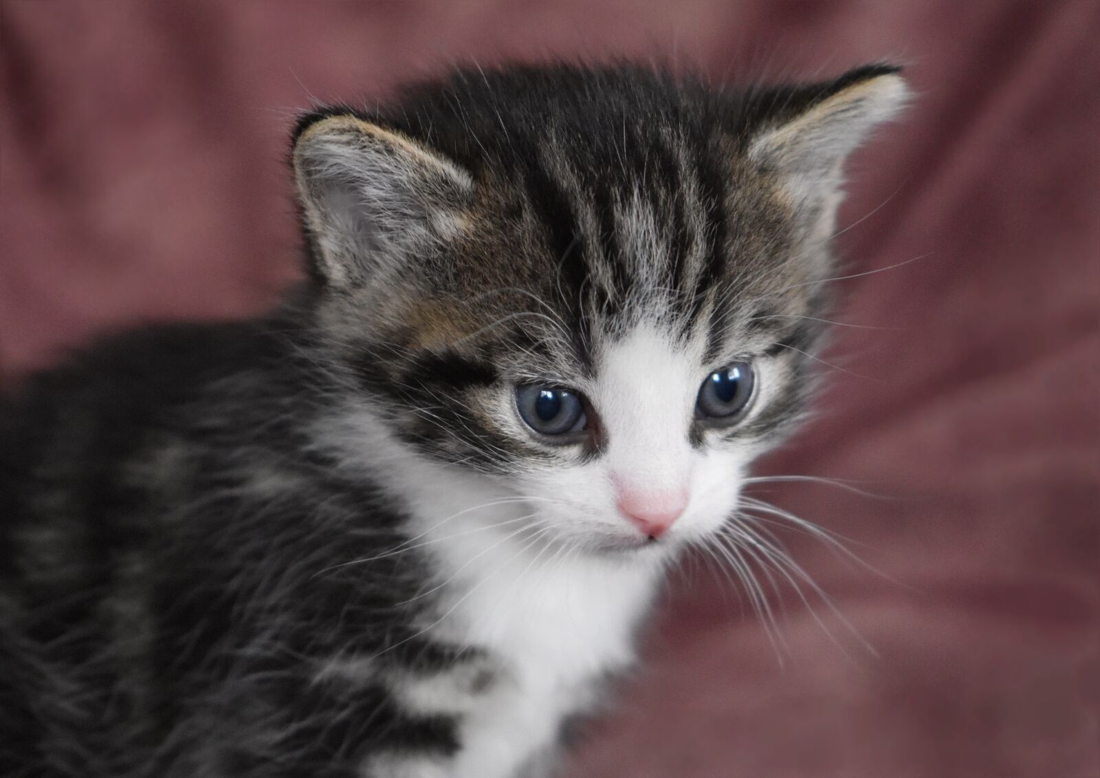 Nikon D5600 sample photo. Cat baby, kitten, domestic photography