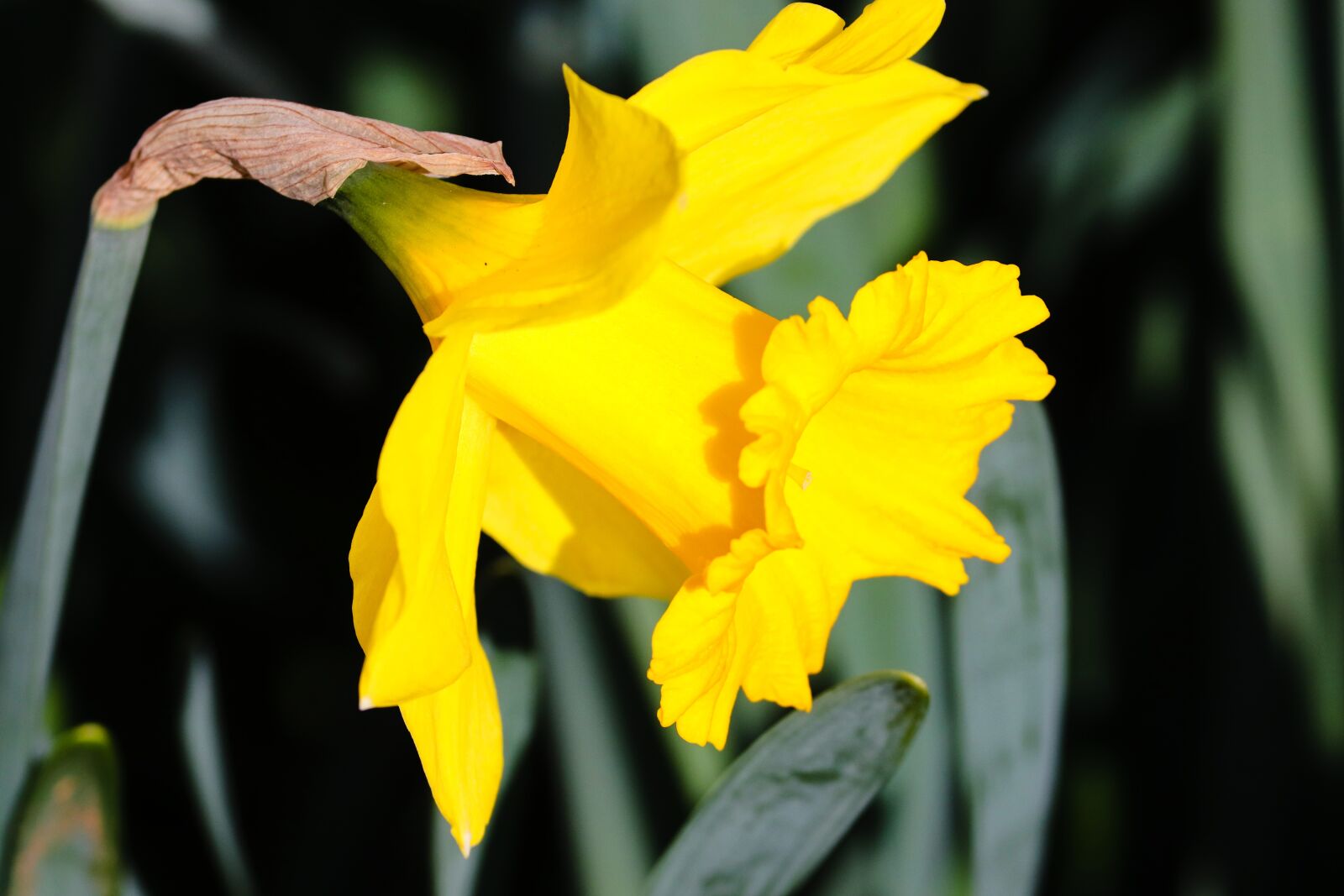 Canon EOS 200D (EOS Rebel SL2 / EOS Kiss X9) sample photo. Narcissus, daffodil, spring flower photography