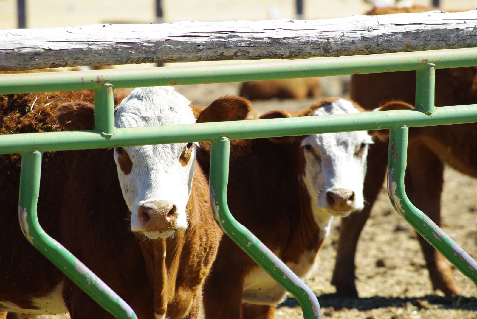 Pentax K200D sample photo. Cows, bovines, stare photography