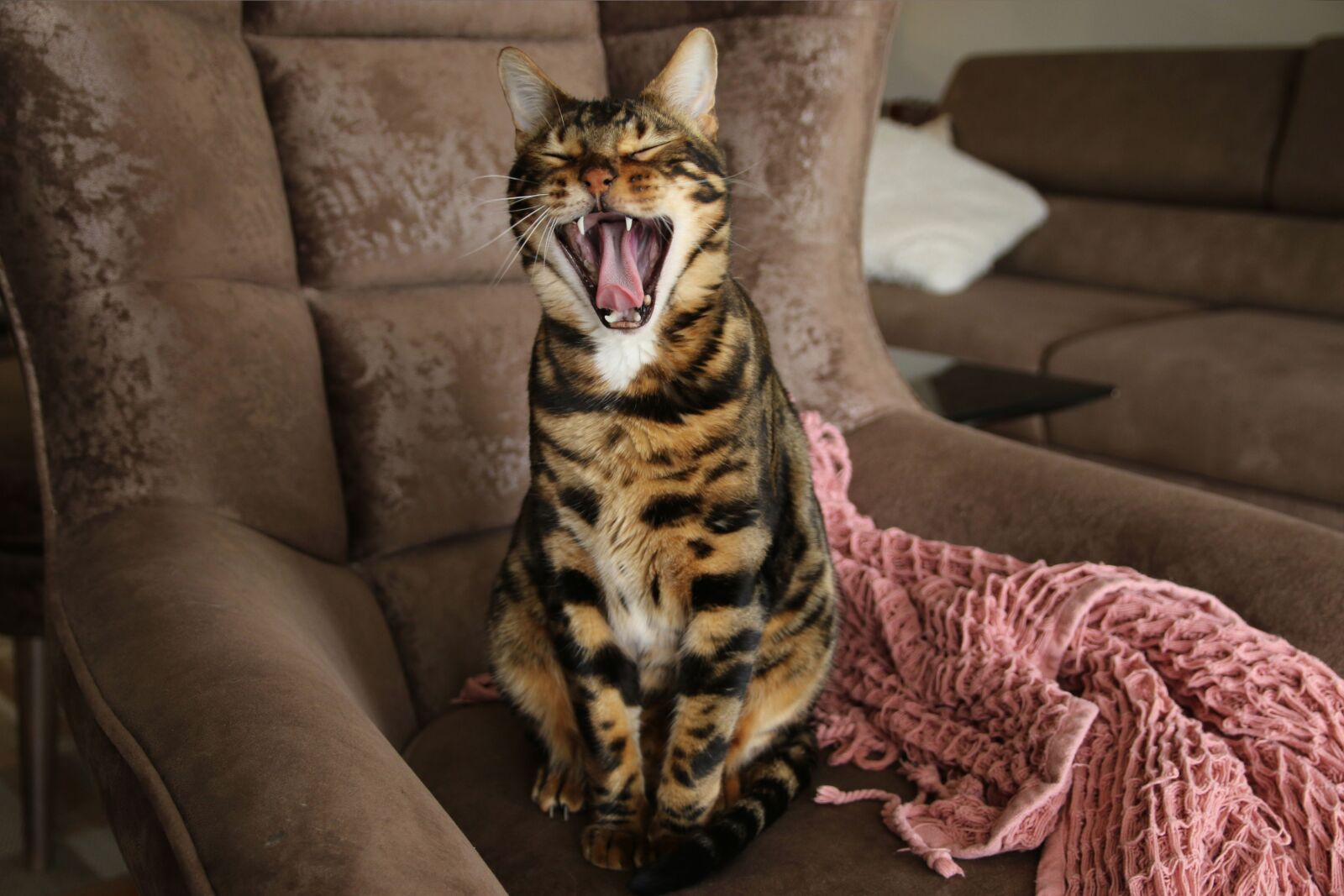 Canon EOS 70D sample photo. Wild cat, bengal cat photography