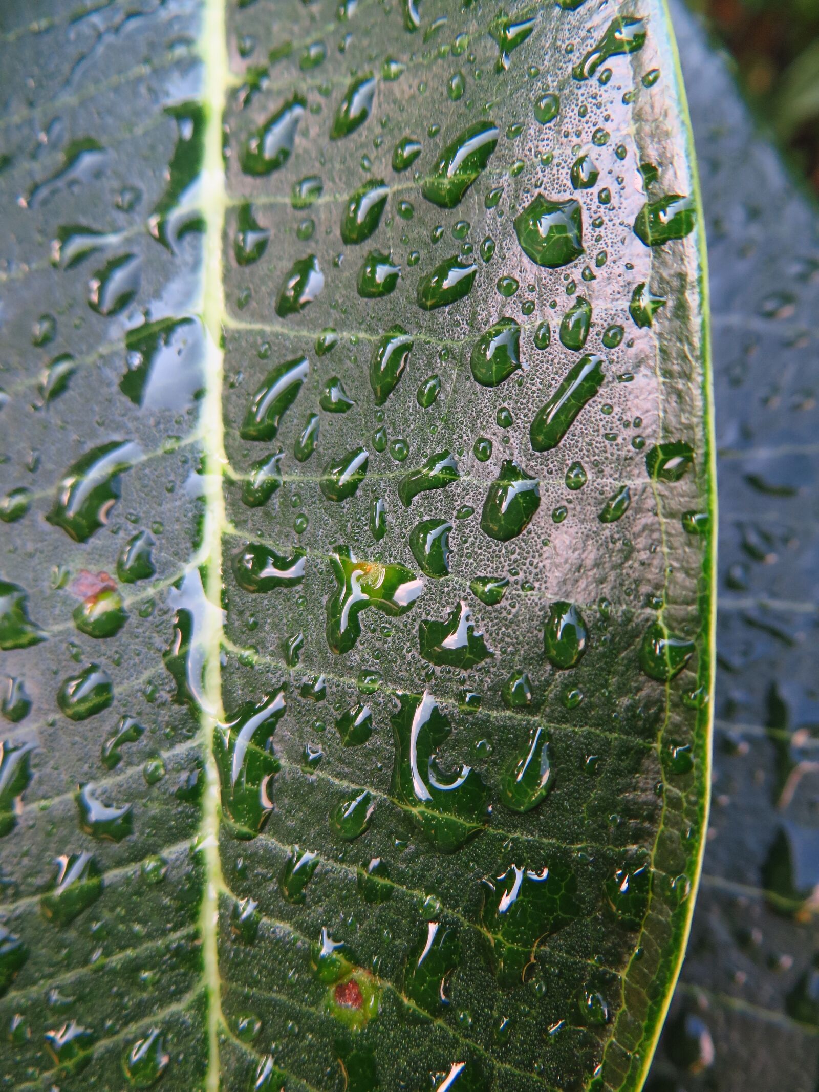 Canon PowerShot SX280 HS sample photo. Leaf, waterdrops, plant photography