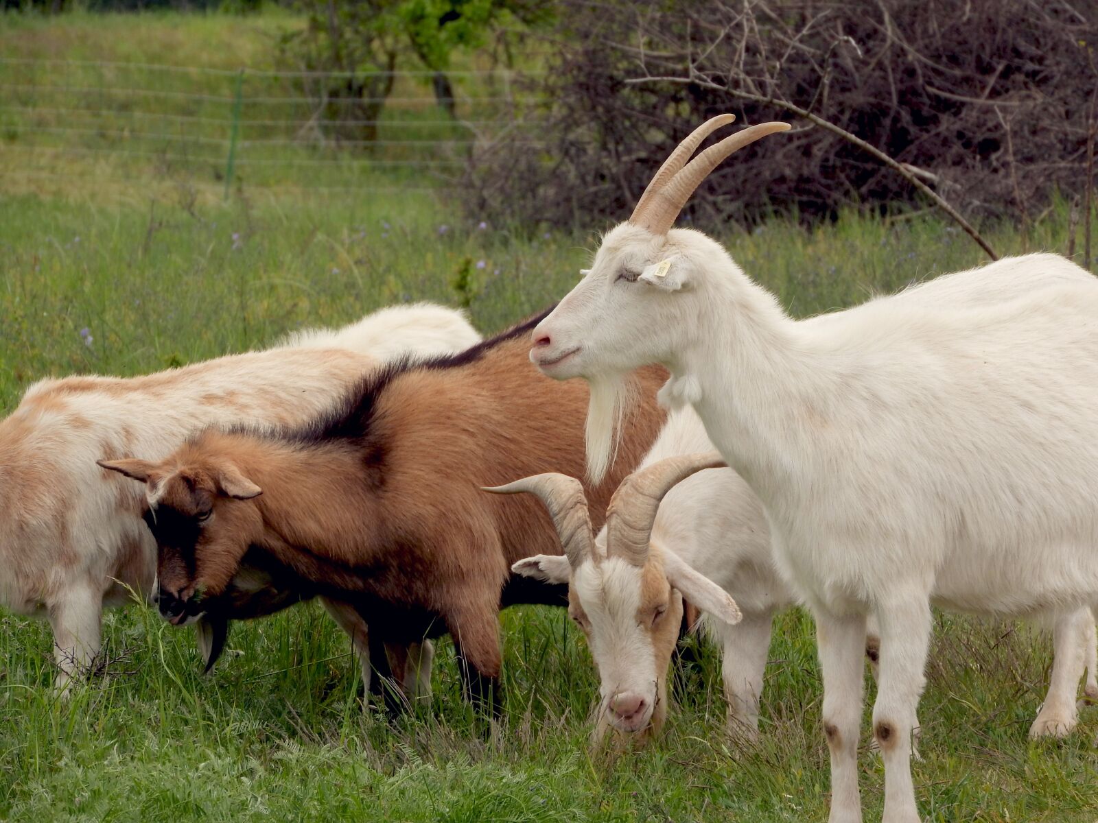 Nikon Coolpix P610 sample photo. Goats, white goat, feast photography