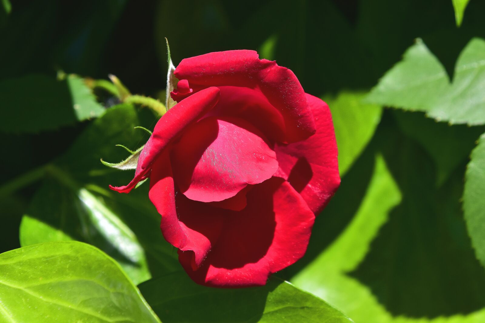 Nikon D7200 sample photo. Nature, leaf, flower photography