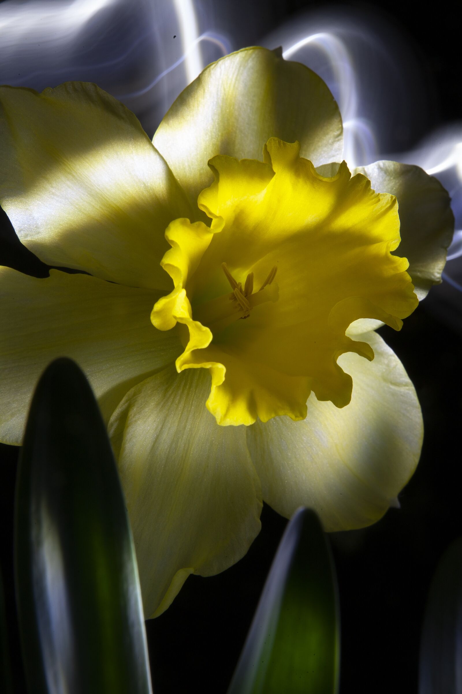 Canon EOS 5D sample photo. Lily, flower, y photography
