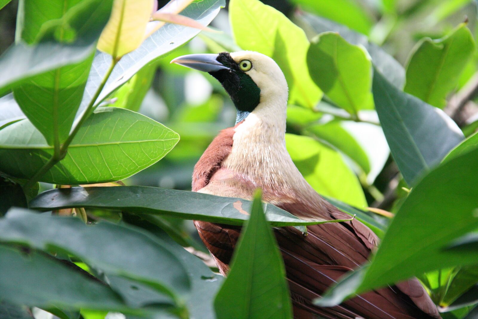 Canon EOS 1000D (EOS Digital Rebel XS / EOS Kiss F) sample photo. Bird of paradise, nature photography