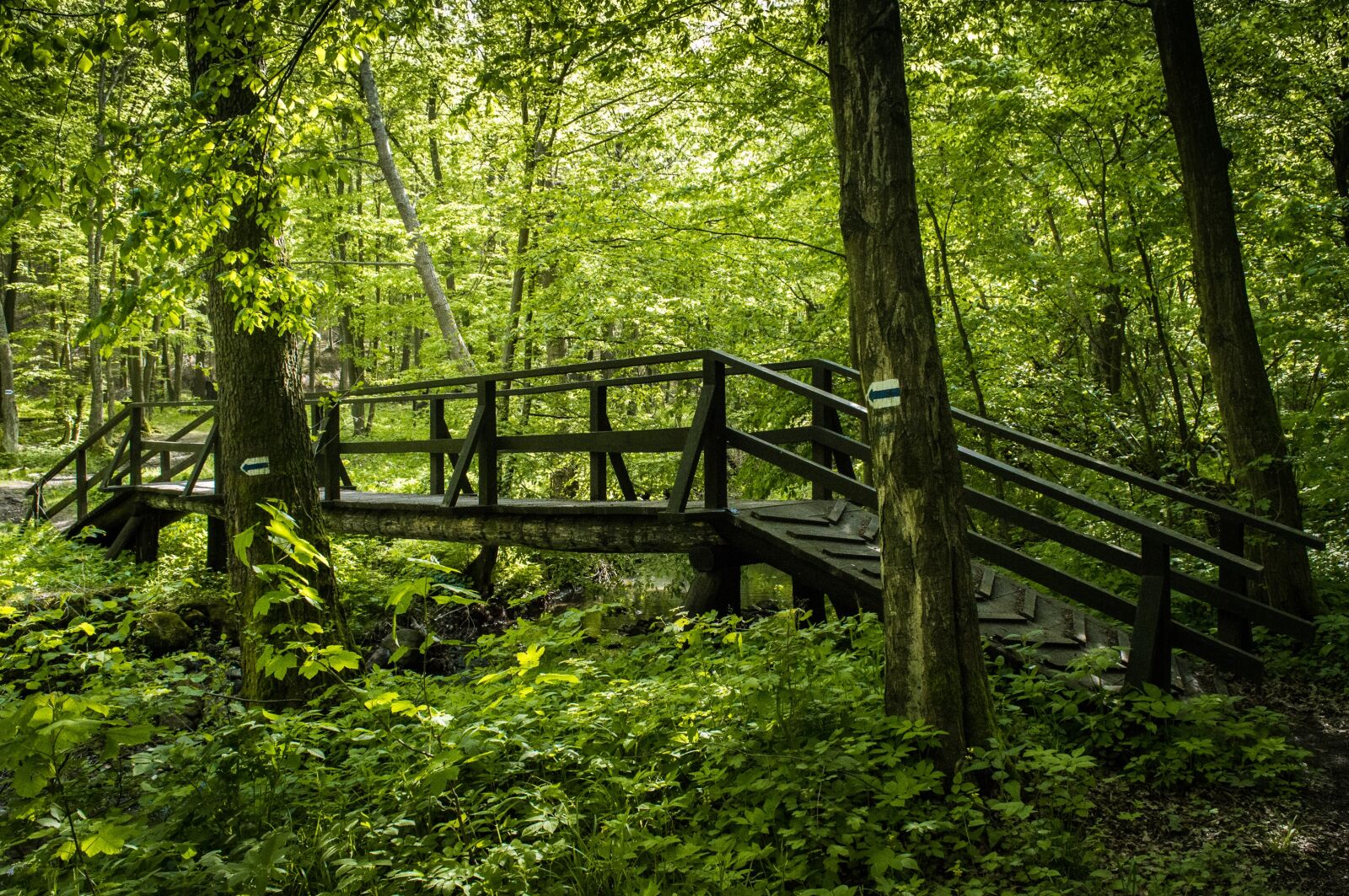Nikon D3200 sample photo. Forest, pilis, spring photography