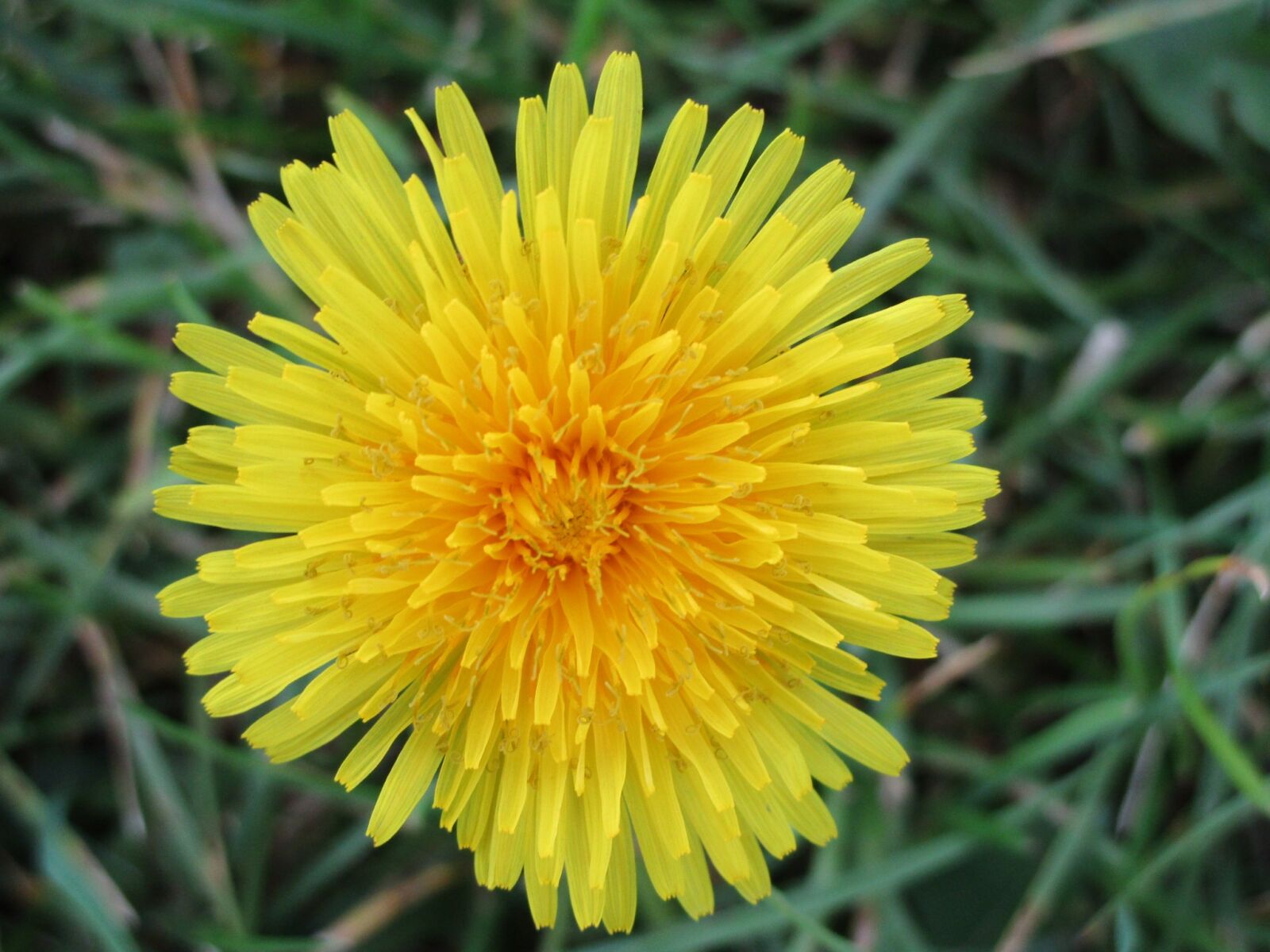 Canon IXUS 190 sample photo. Dandelion, flower, yellow photography