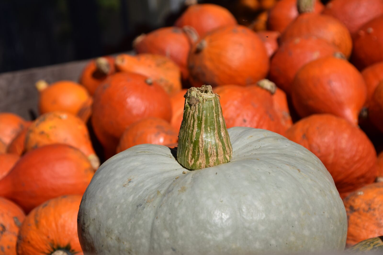 Nikon D3300 sample photo. Pumpkin, hokkaido, vegetables photography