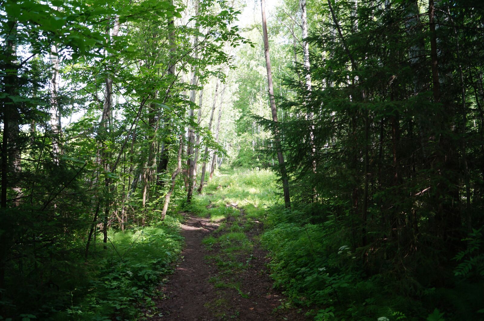 Sony SLT-A57 sample photo. Forest, silence, nature photography