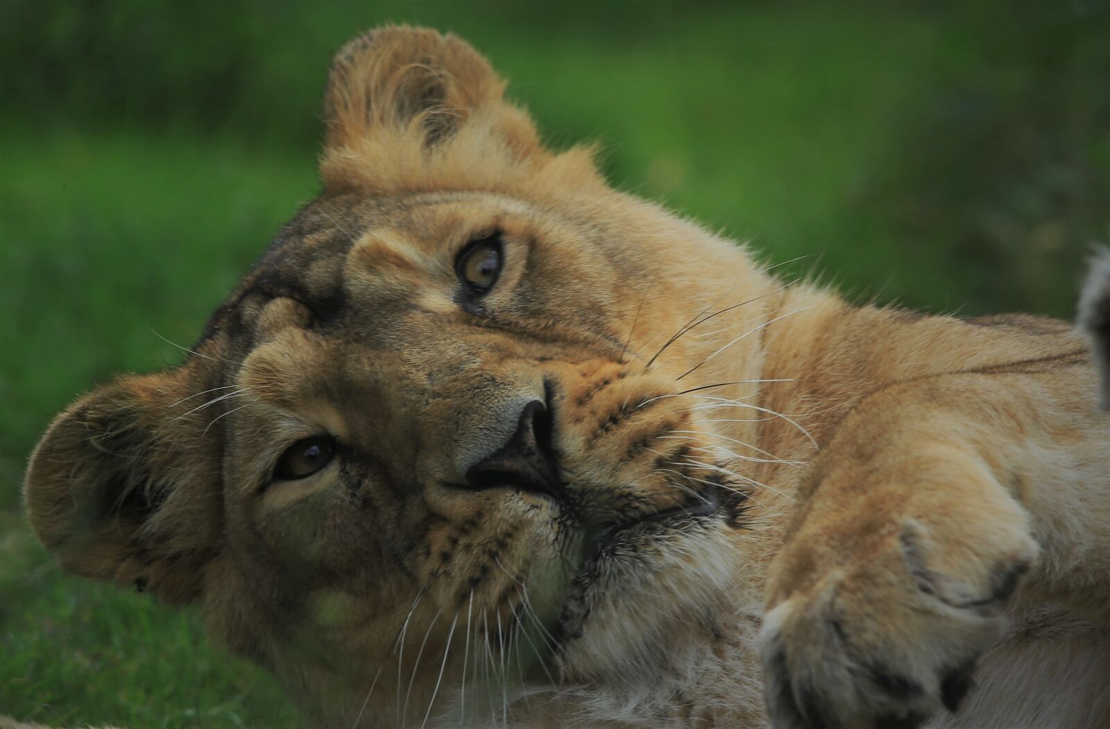 Canon EOS 6D sample photo. Lioness, nature, wild photography