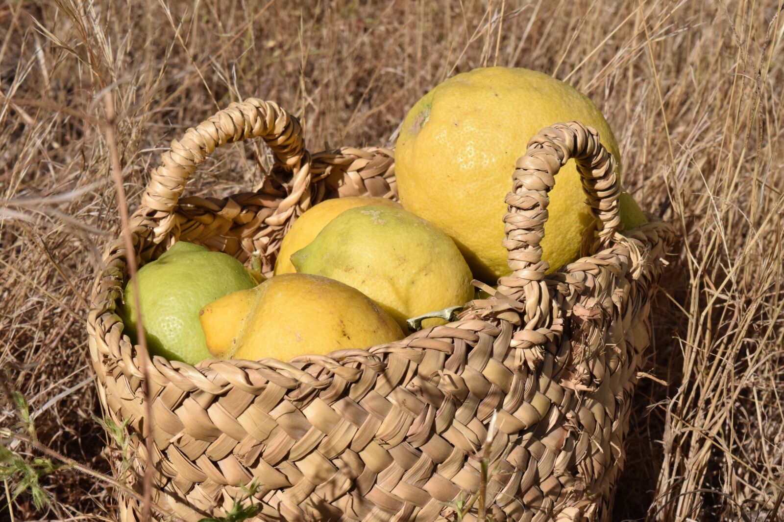 Nikon D3300 sample photo. Lemons, lemon harvest, harvest photography