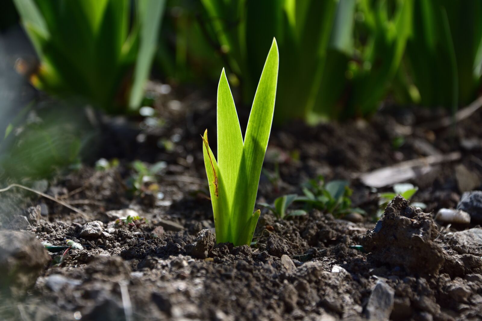 Nikon D3400 sample photo. Foliage, spring, garden photography