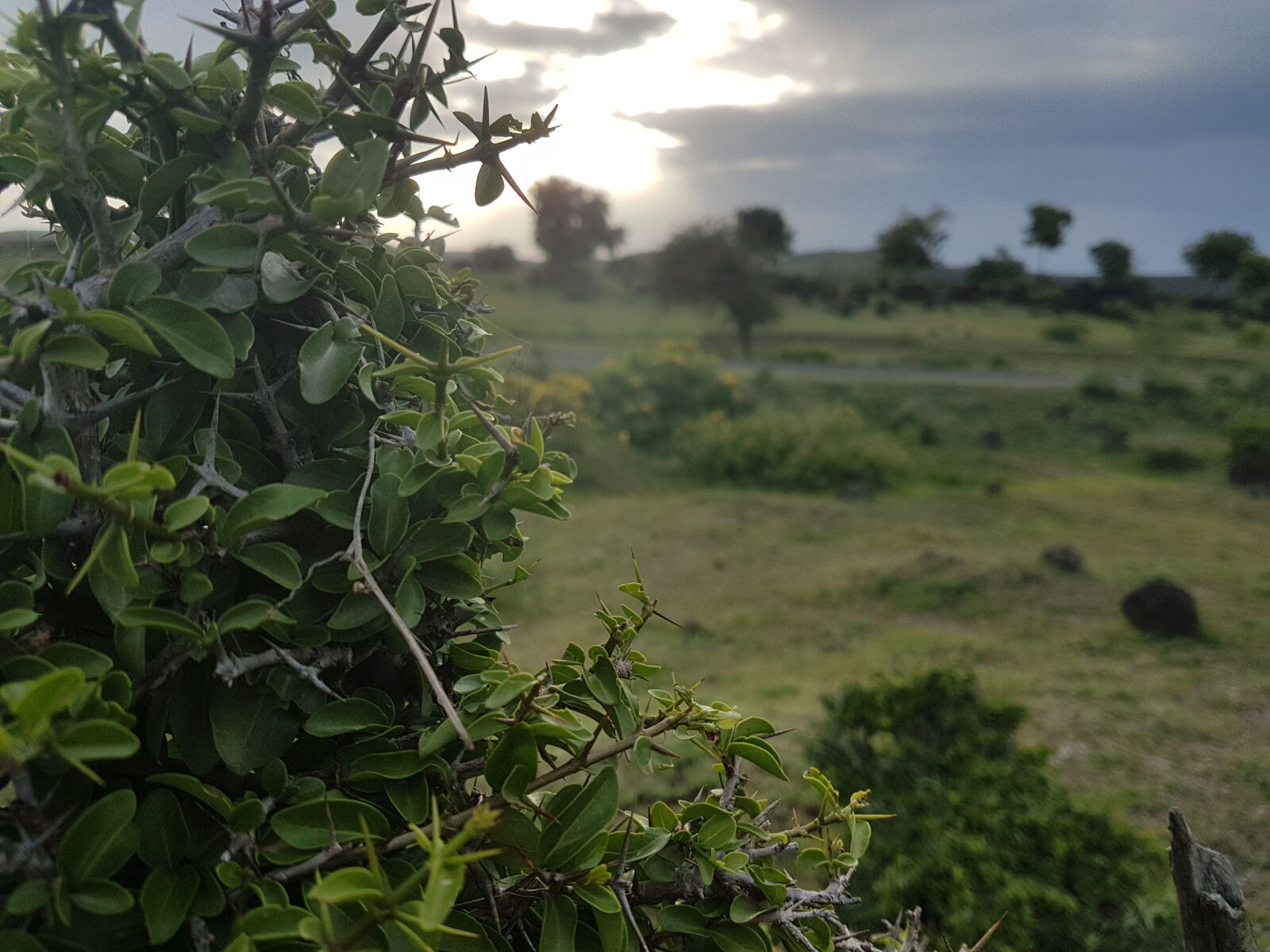 Samsung Galaxy S7 Edge sample photo. Blur, green, tree, samsung photography