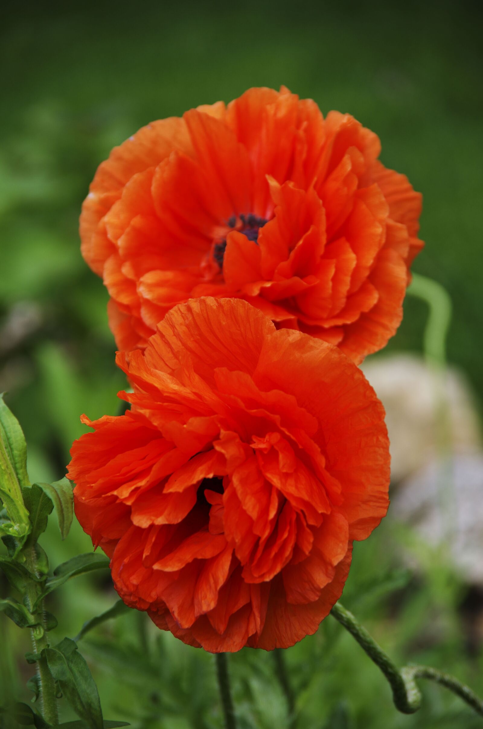 Pentax smc DA 18-135mm F3.5-5.6ED AL [IF] DC WR sample photo. Poppy's, orange, flower photography