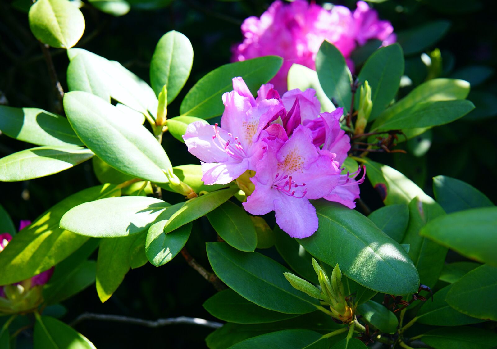 Samyang AF 45mm F1.8 FE sample photo. Rhododendron, pink, blossoms photography