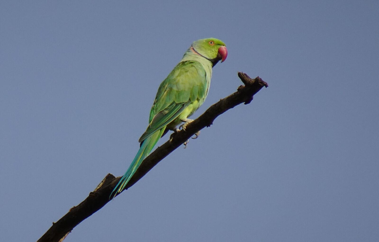 Sony DSC-WX800 sample photo. Bird, parakeet, green photography